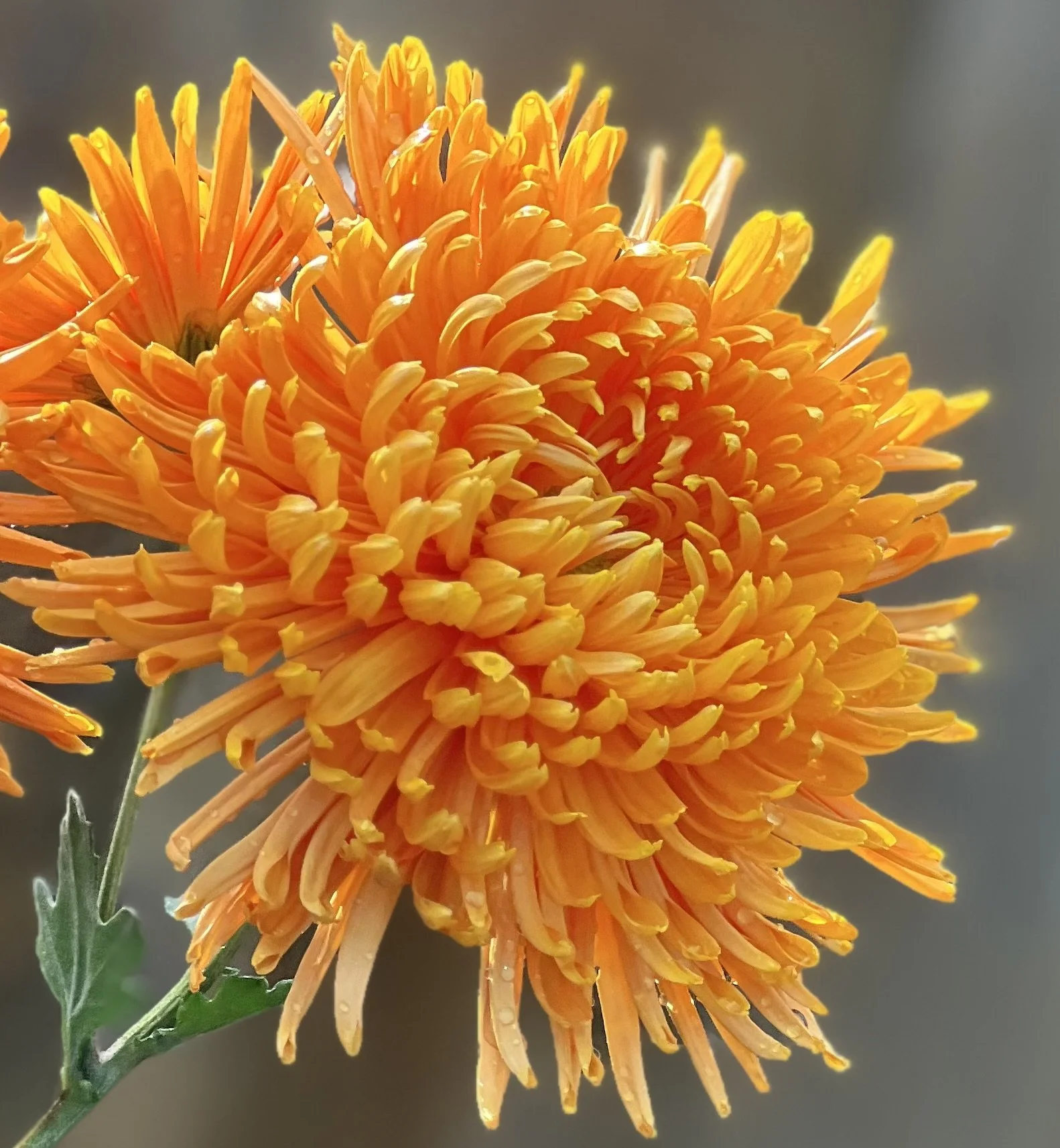 Cheerleader Chrysanthemum