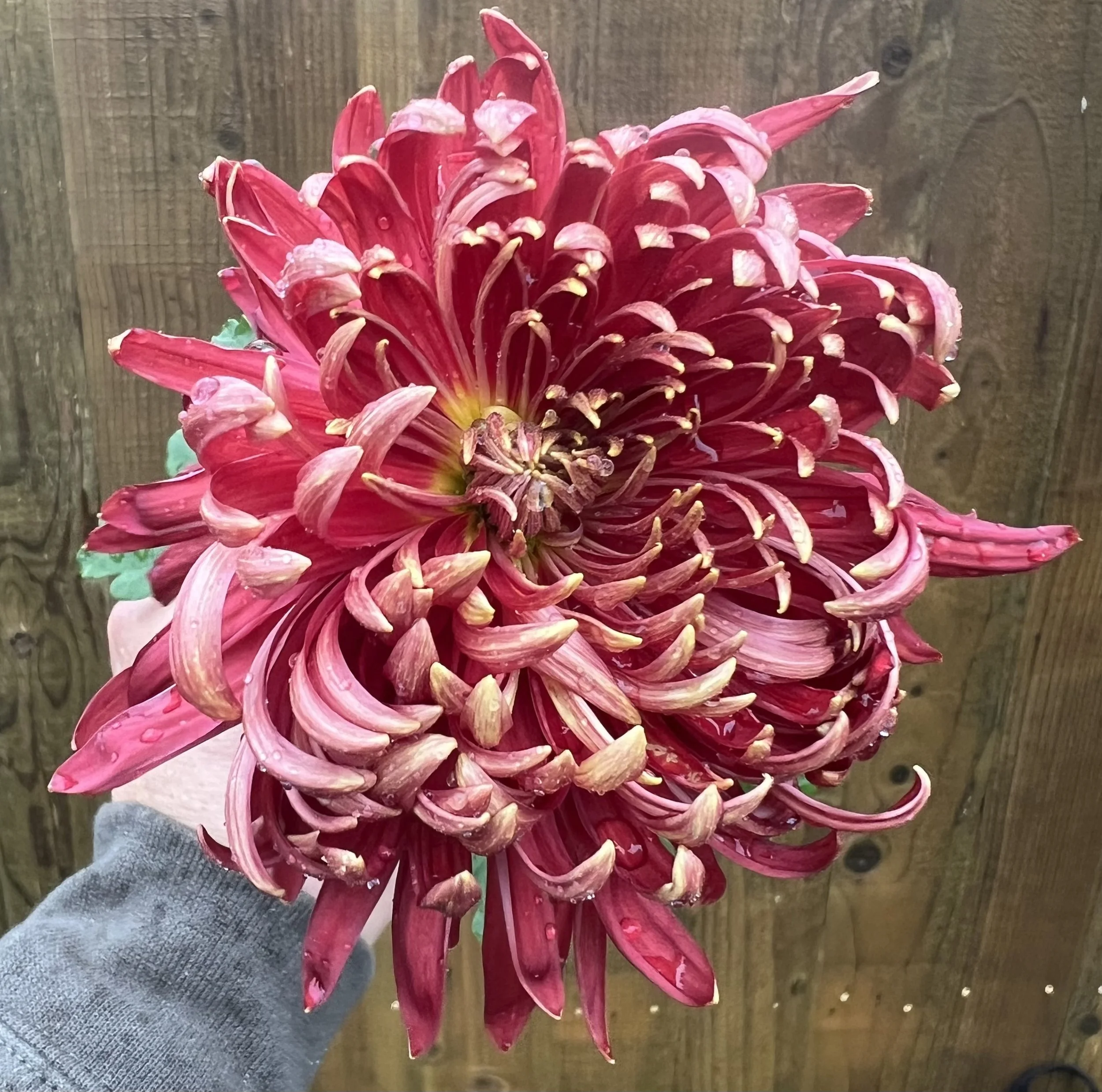 Crimson Tide Chrysanthemum-Rooted Cutting