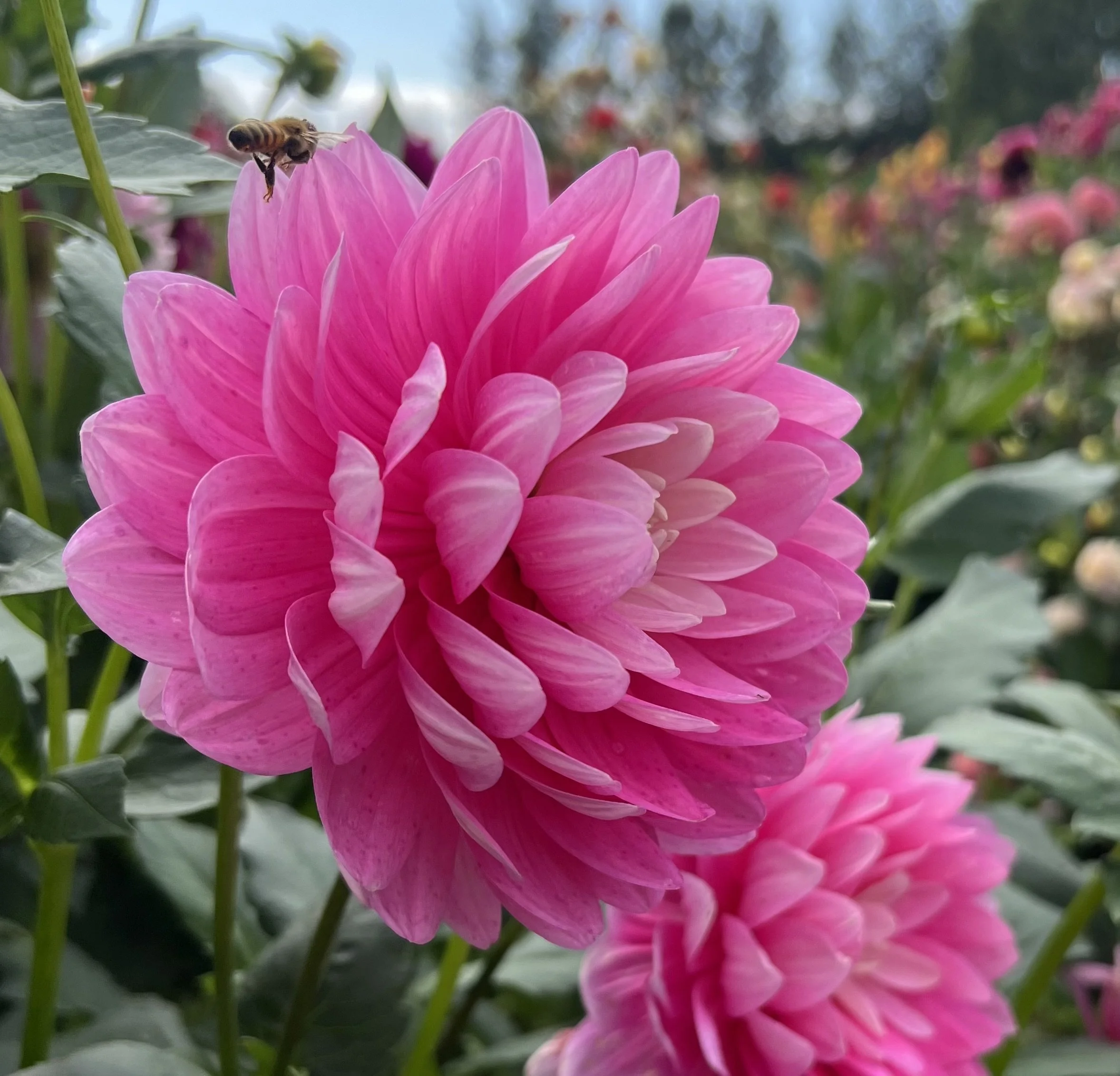 Hollyhill Pink Parfait