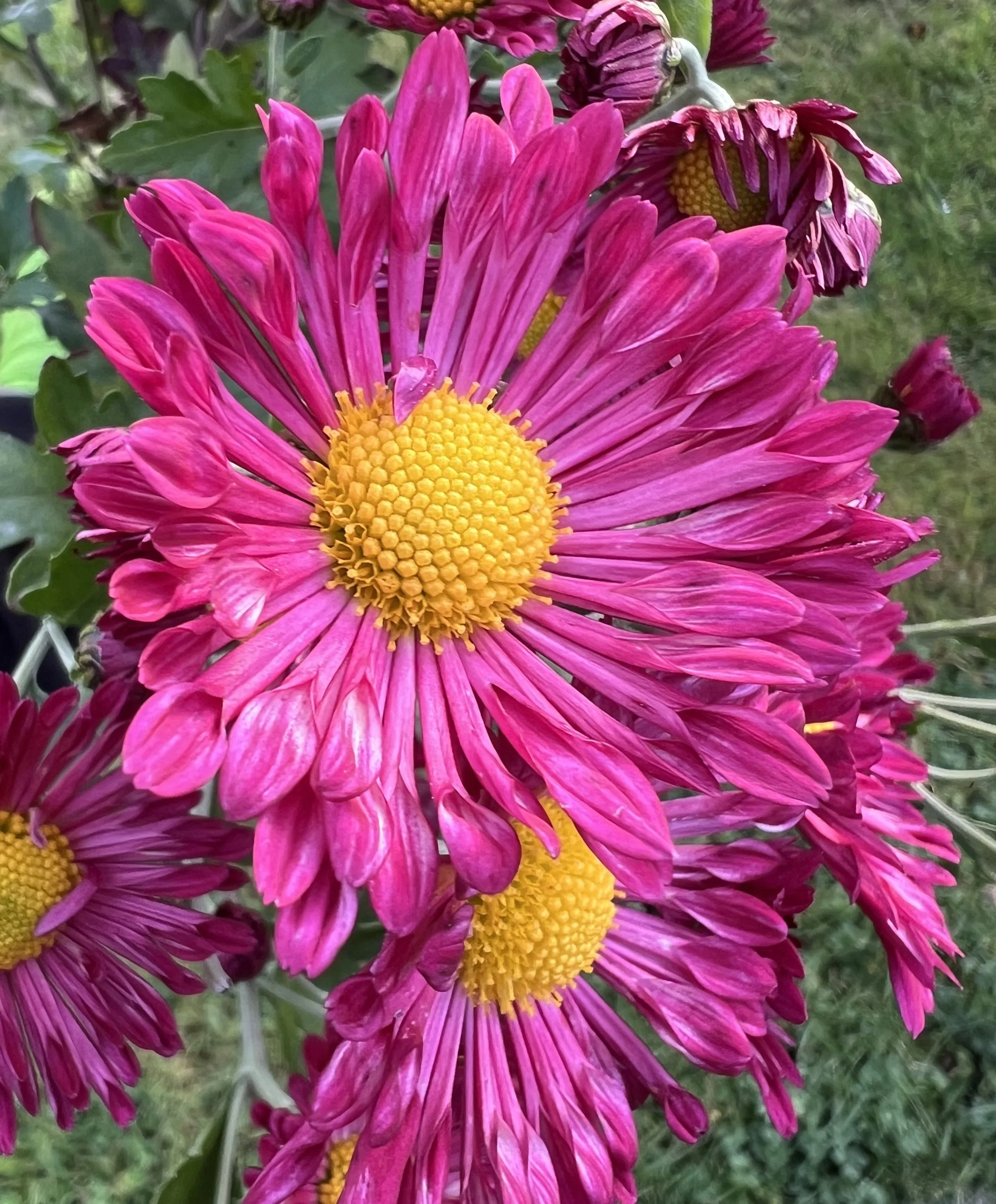 Maryl Chrysanthemum