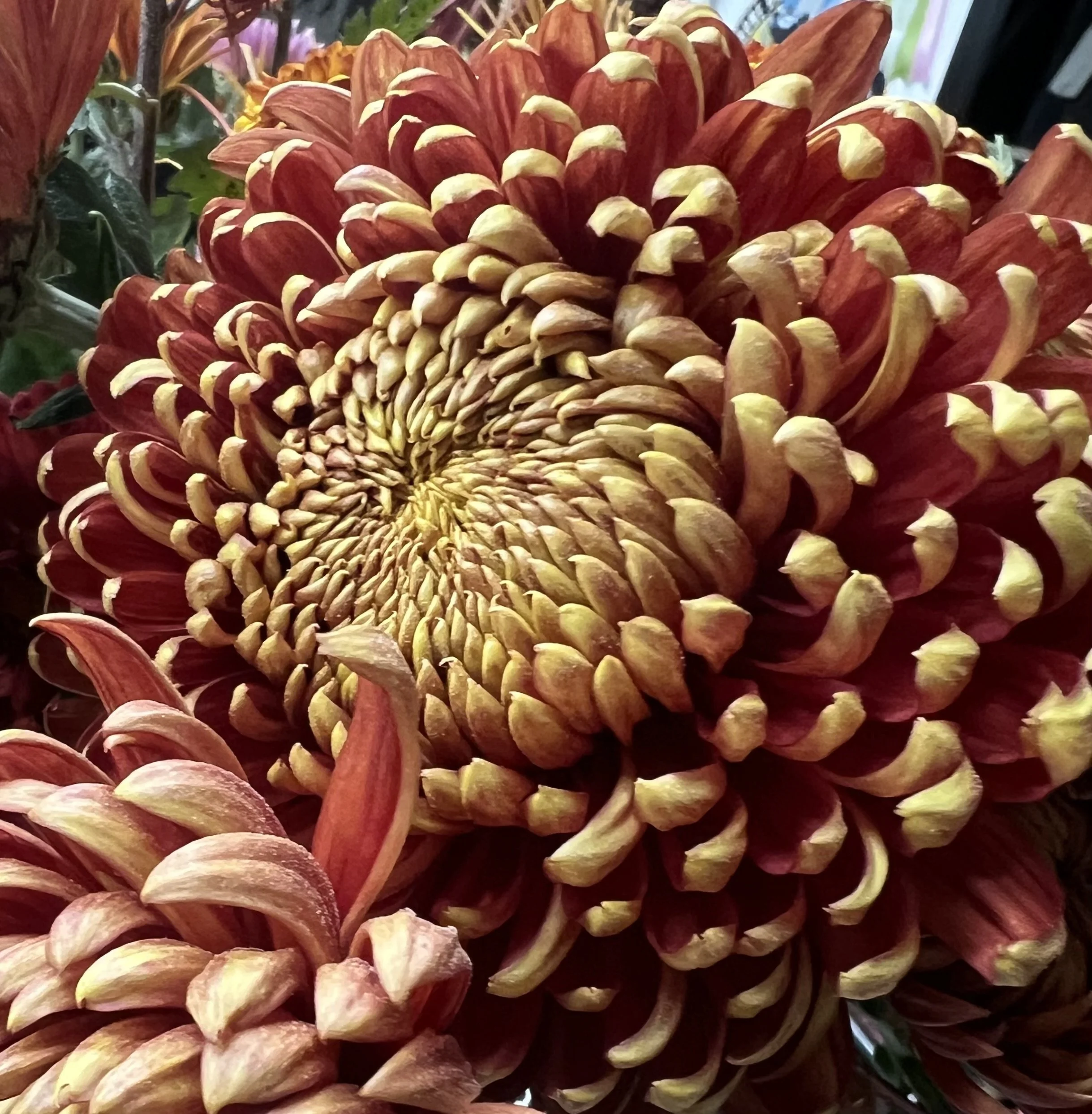 Gingernut Chrysanthemum
