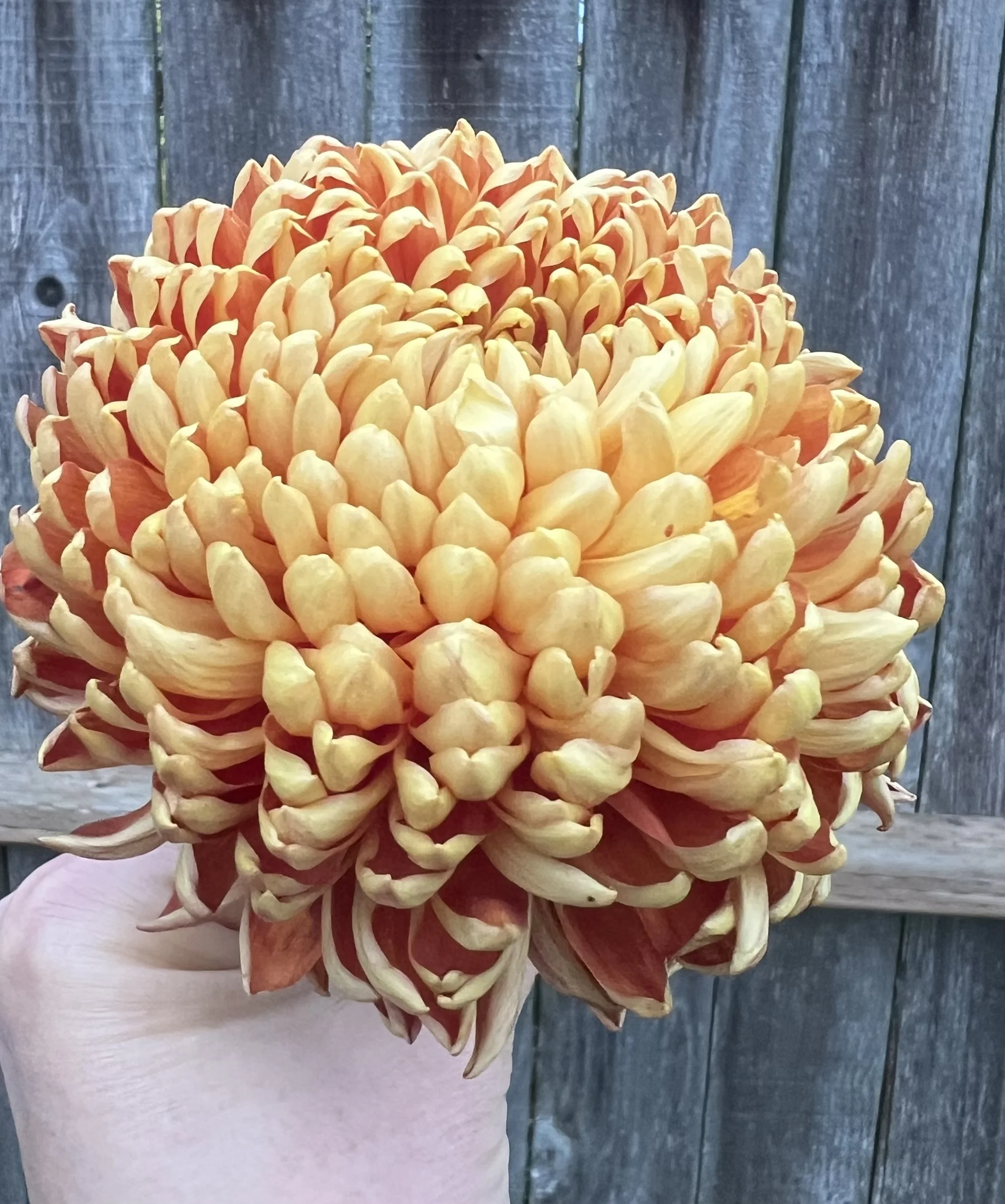 Coppersmith Chrysanthemum