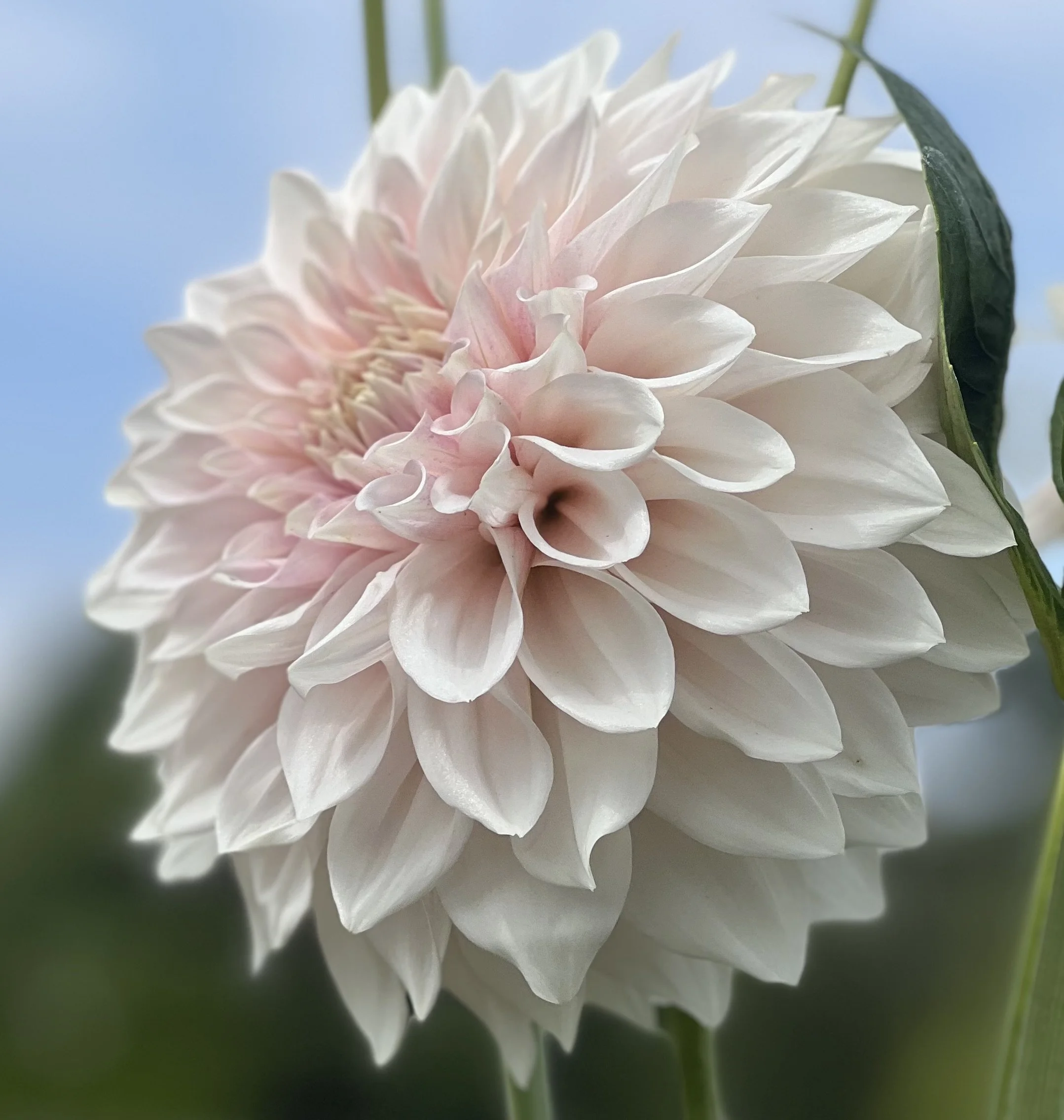 Marryn's Mamawo & Popo