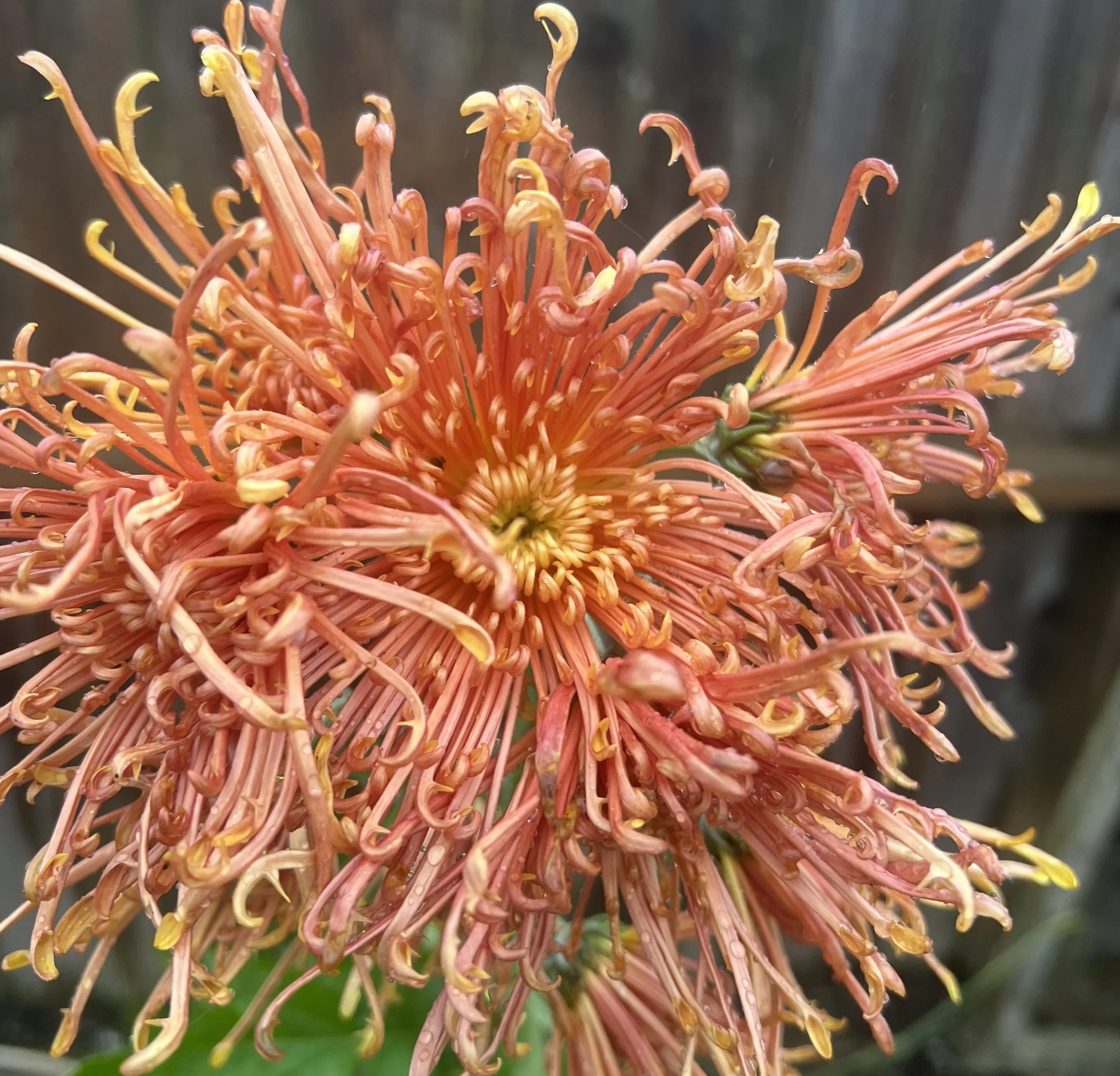 Senkyo Kenshin Chrysanthemum