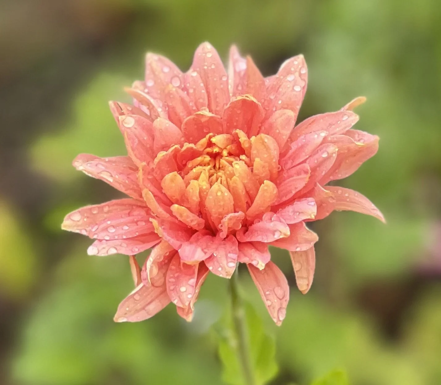 Annie Girl Chrysanthemum