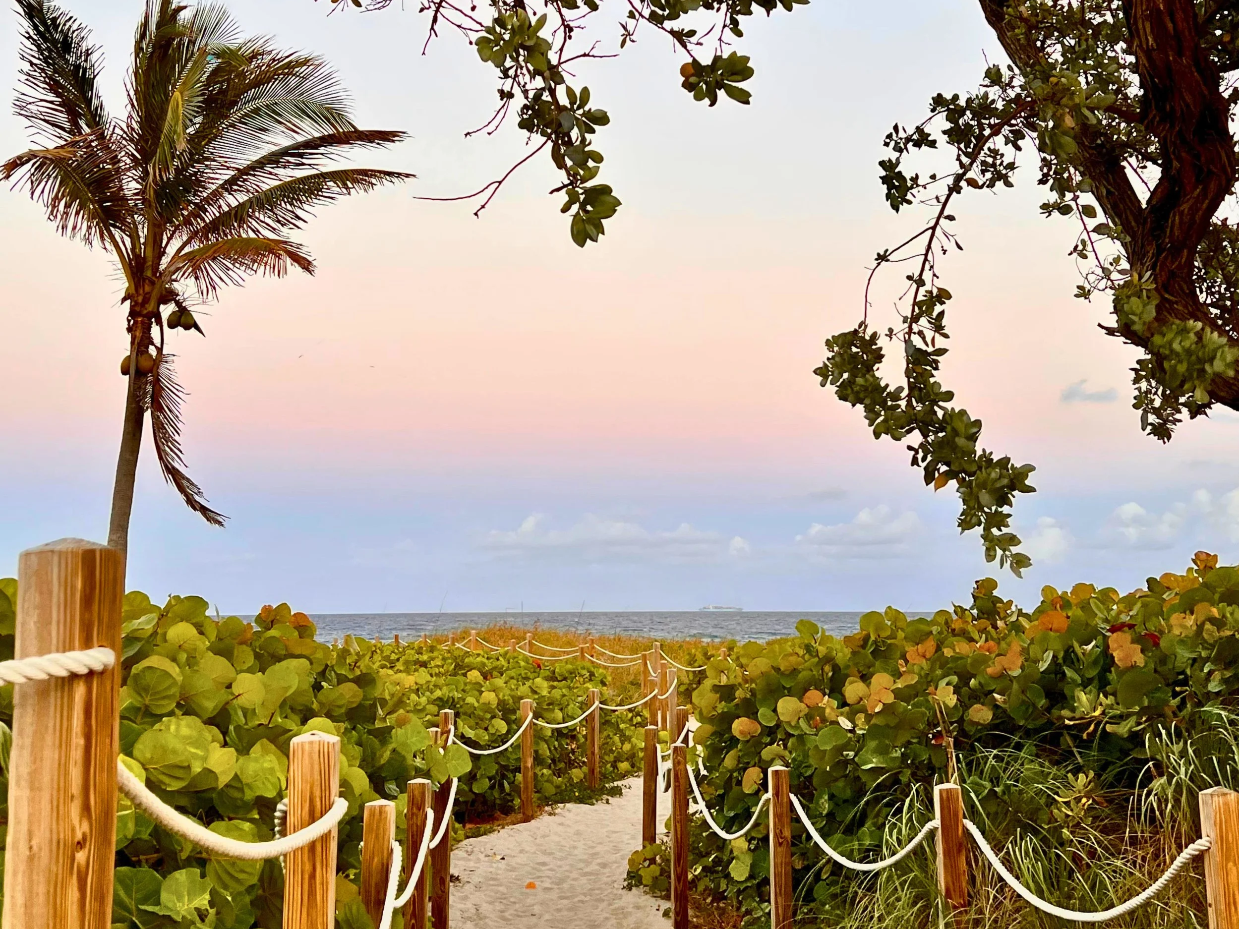 Delray Beach access point off of Atlantic Ave. through lush greenery leading to the beach, with palm trees on the left and tree branches overhead, overlooking the sea at sunset.