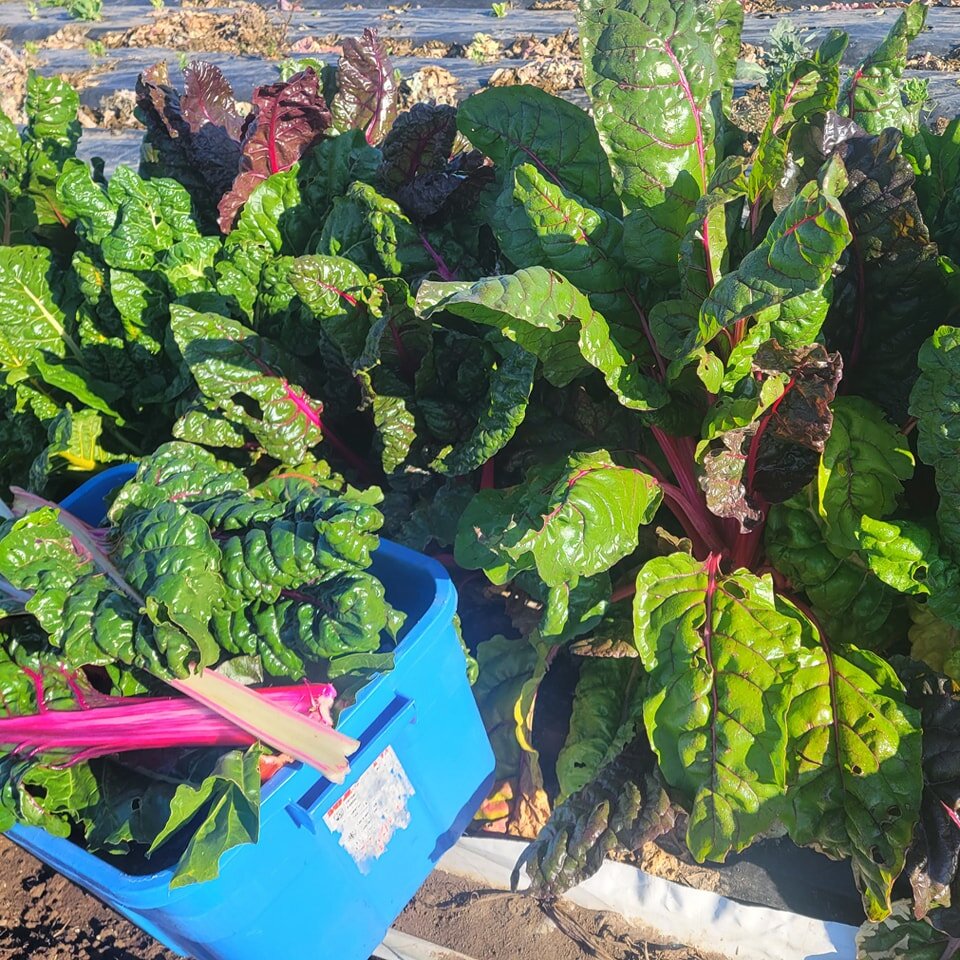 Harvesting some really awesome Rainbow chard this morning! How do you like to eat Swiss chard?