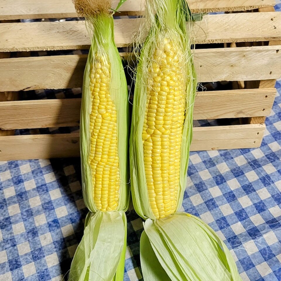 Taber corn at market this week! Family from southern Alberta brought up a load on Tuesday. We'll have it at Leoville, Spiritwood, and Meeting Lake Farmer's Markets, on Thursday, Friday, and Saturday.