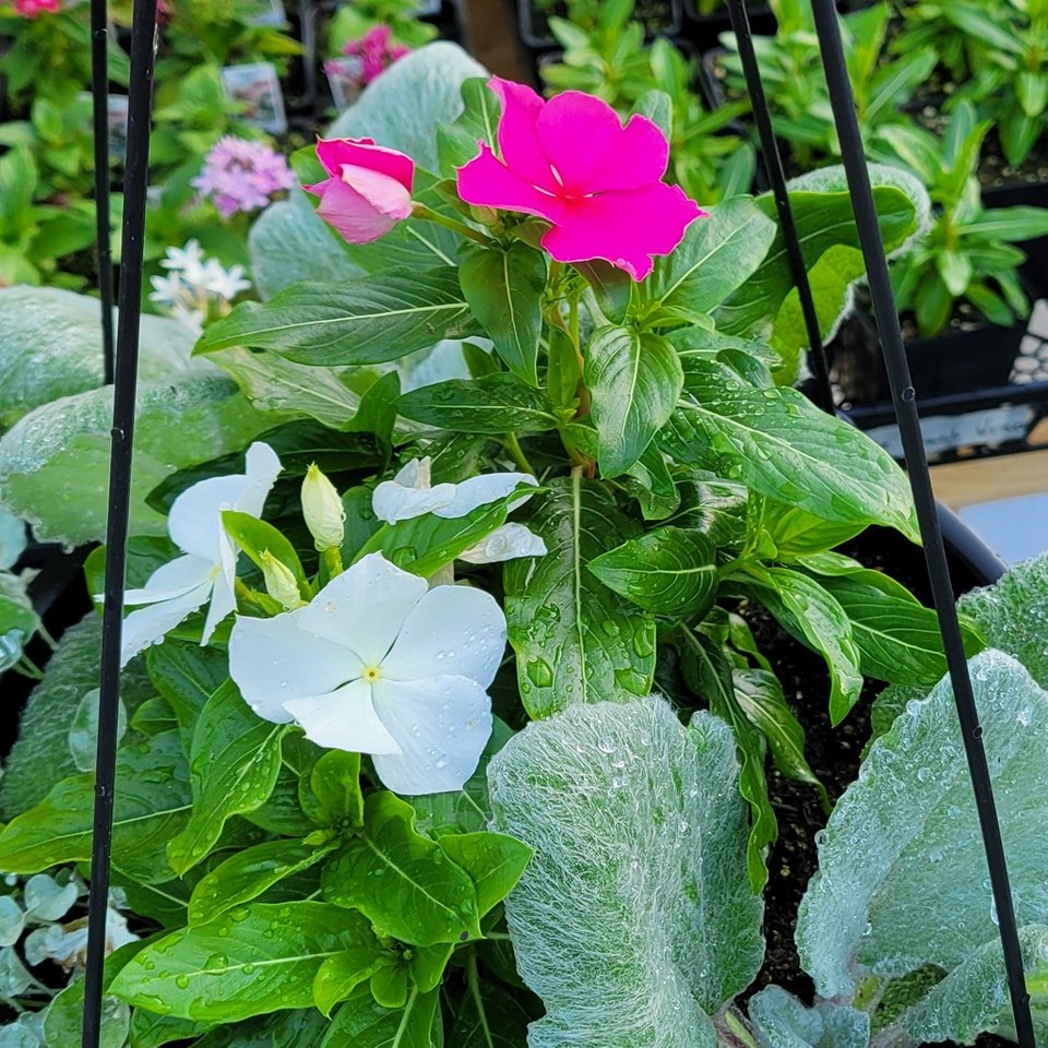 Thanks for all your support this spring!

We're still open this week and next, till June 7. Lots of beautiful plants ready for your garden!