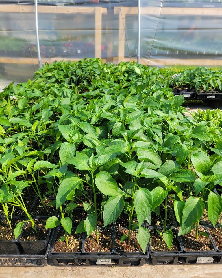 Pepper plants, anyone? These are ready to go!