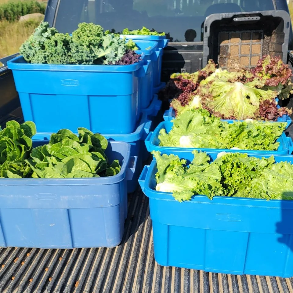 Here's the first harvest of the day heading back to the wash station!