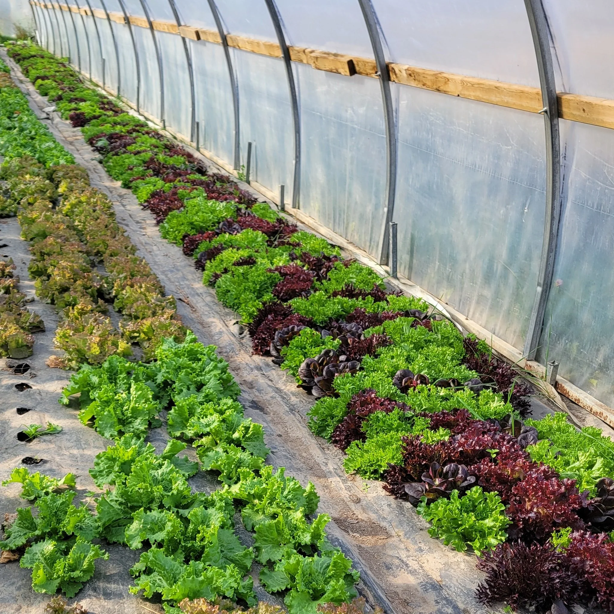 We will be at Spiritwood Farmer's Market tomorrow, Oct. 10, from 8 - 12.

🥬Fresh lettuce and salad mix, carrots, onions, cabbage, potatoes, tomatoes, and more 🥕🍅