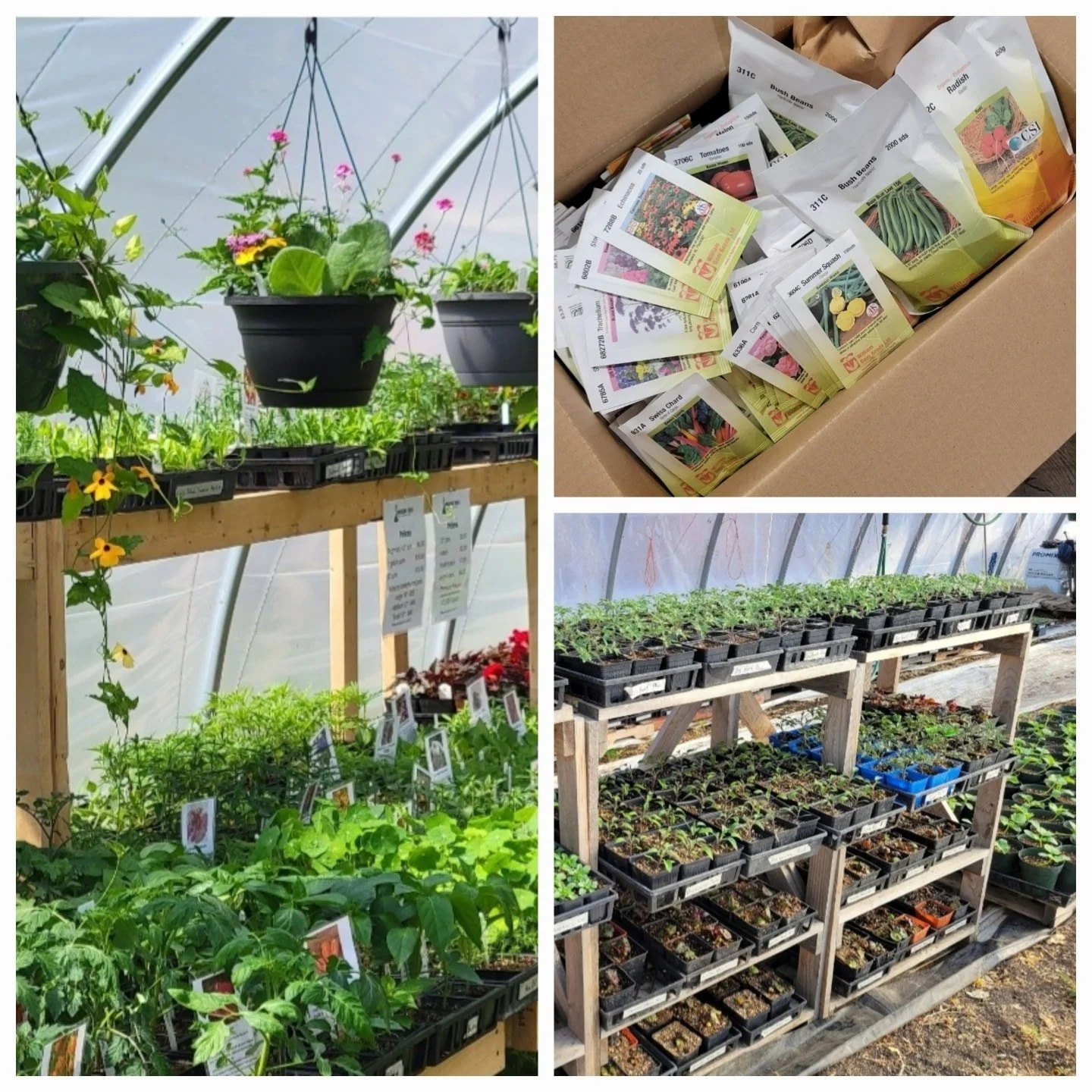 Getting started with plants for Spring! Lots of bedding plants coming!