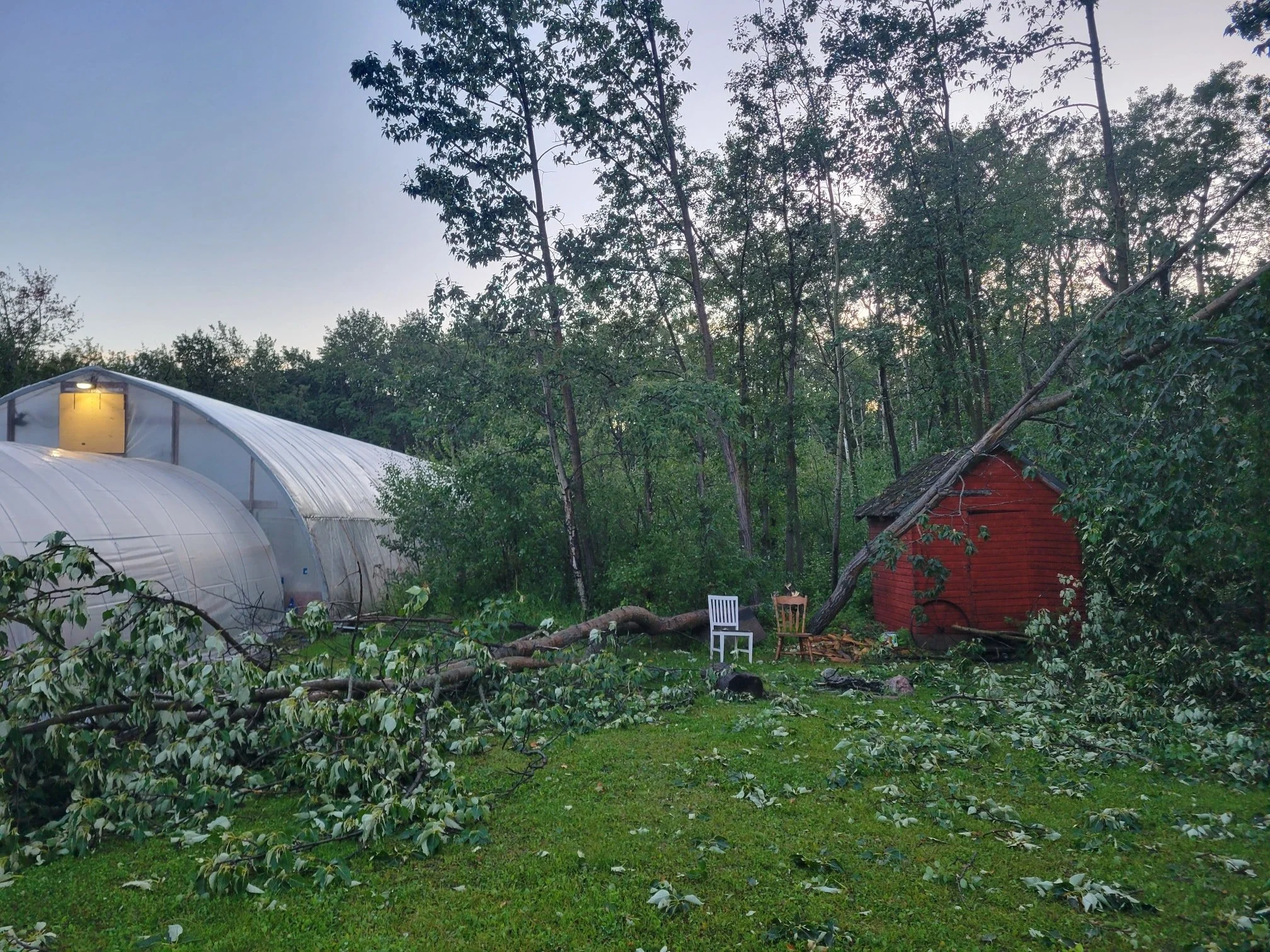 Quite a storm here yesterday! There's trees down here and there around the yard, but nothing is damaged. These didn't even hit the greenhouse! Out in the field the plants look a little wind blown, but nothing seriously damaged. We're thankful!