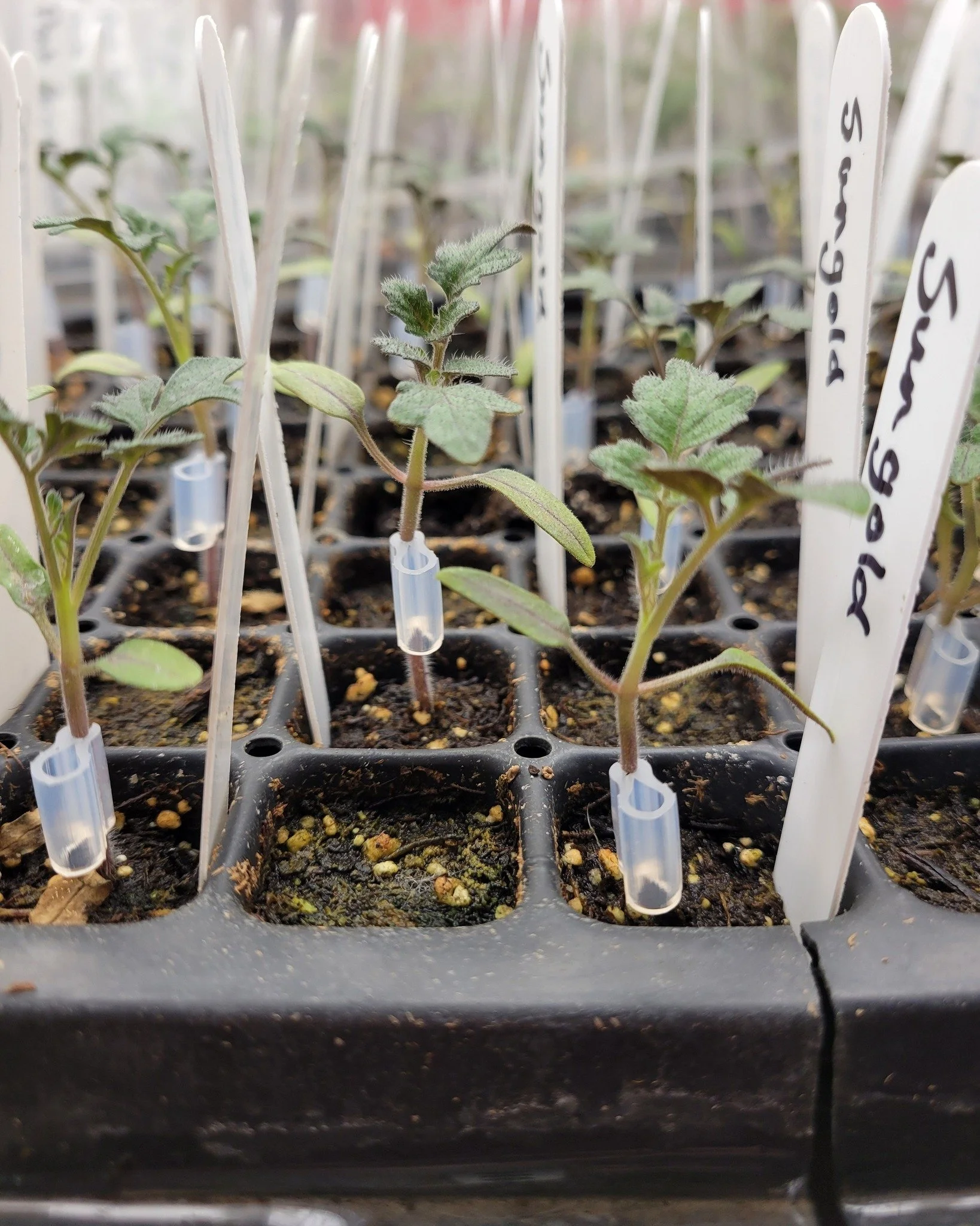 These grafted tomato plants are healing nicely! 

This is one of the fun projects at this time of year! 

We cut the top off one tomato plant and graft it onto the bottom of another plant. It increases their vigor and production as well as giving gre