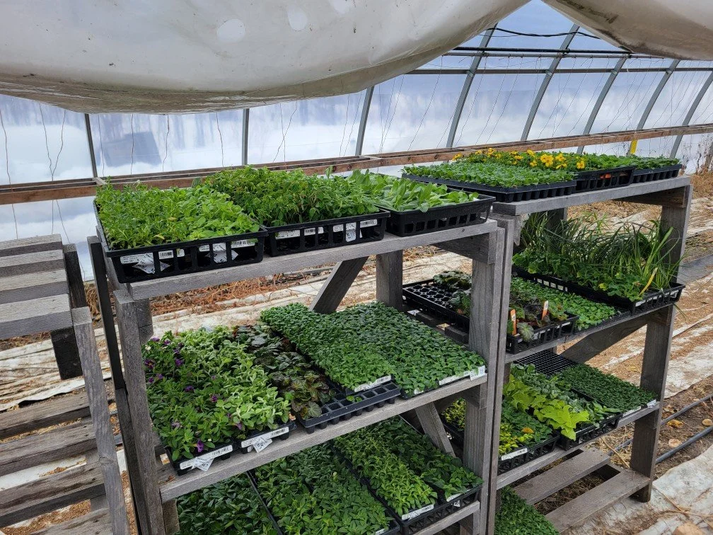 Look what arrived here last week! 

Thousands of baby plants! 

These trays are already growing in the greenhouse and will soon be ready as bedding plants, hanging baskets, and garden transplants.

If you&rsquo;re planning your garden or containers t