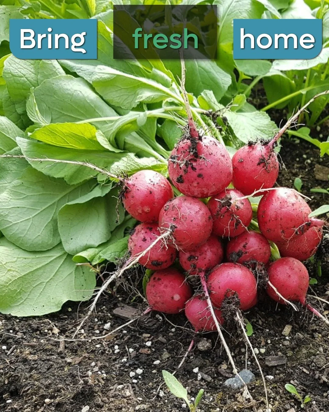 People sometimes ask what kinds of food they can expect from the farm during the season.

Here&rsquo;s an example of what might be coming out of the garden in midsummer:

 🥬 Lettuce
 🥕 Carrots
 🥒 Cucumbers
 🍅 Tomatoes
 🧅 Green onions
 🌿 Fresh h