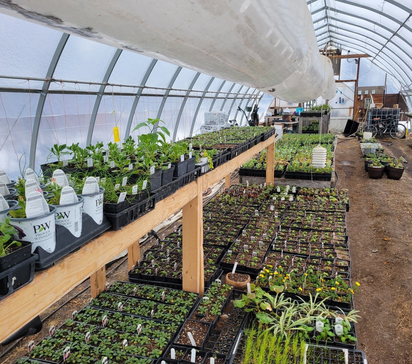 The greenhouse is filling up!

It's spring in here even if it's still winter outside. 

Here's the start of this spring&rsquo;s bedding plants, hanging baskets, and garden transplants, and they&rsquo;re coming along nicely.

It won&rsquo;t be long be