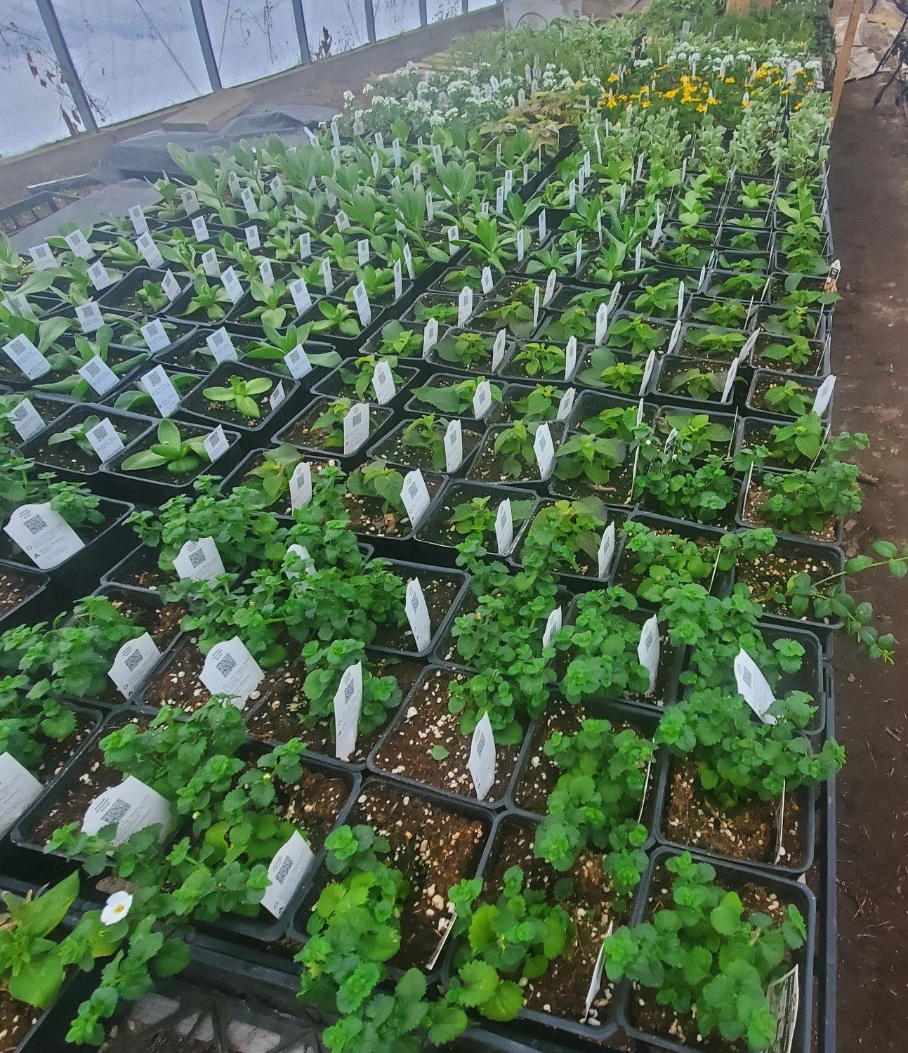 Here's some reassurance that 'Spring Is Coming!' It's so good to be doing greenhouse work and have lots of plants. We've got lots of hanging baskets and pots for this summer. Also lots of bedding plants to fill your space! And of course the vegetable