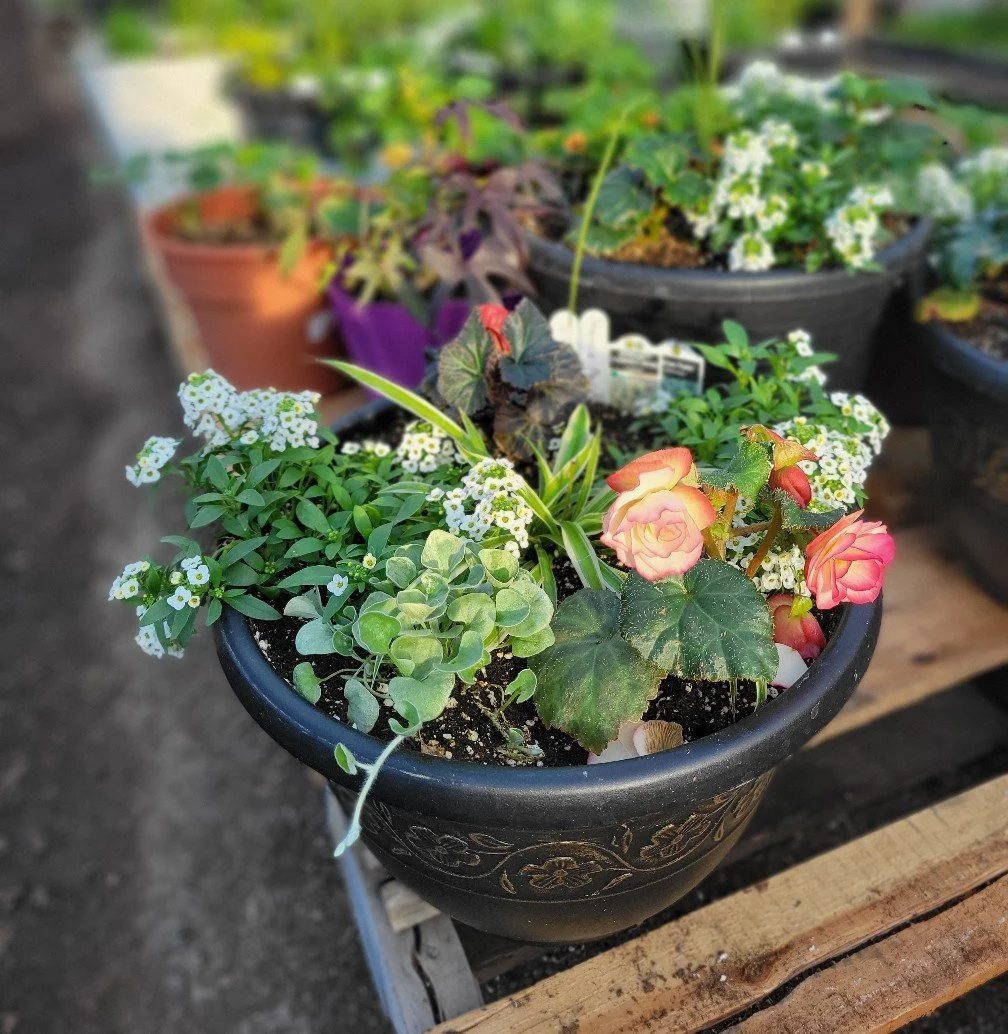 We&rsquo;re opening the greenhouse May 8 🌱🪴

It's been a long winter, but it feels good to finally say it &mdash; spring is here!

All kinds of green, growing things filling the greenhouse:

&bull; Bedding plants
&bull; Hanging baskets
&bull; Veget
