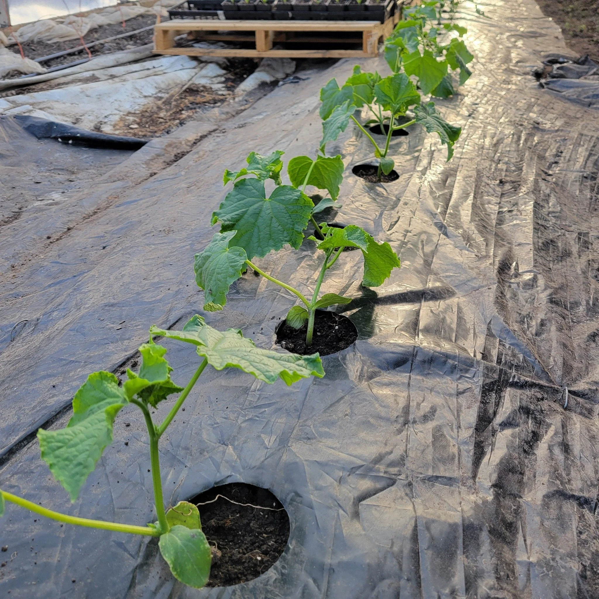 These cukes are looking great! Can't wait for fresh cucumbers!🥒