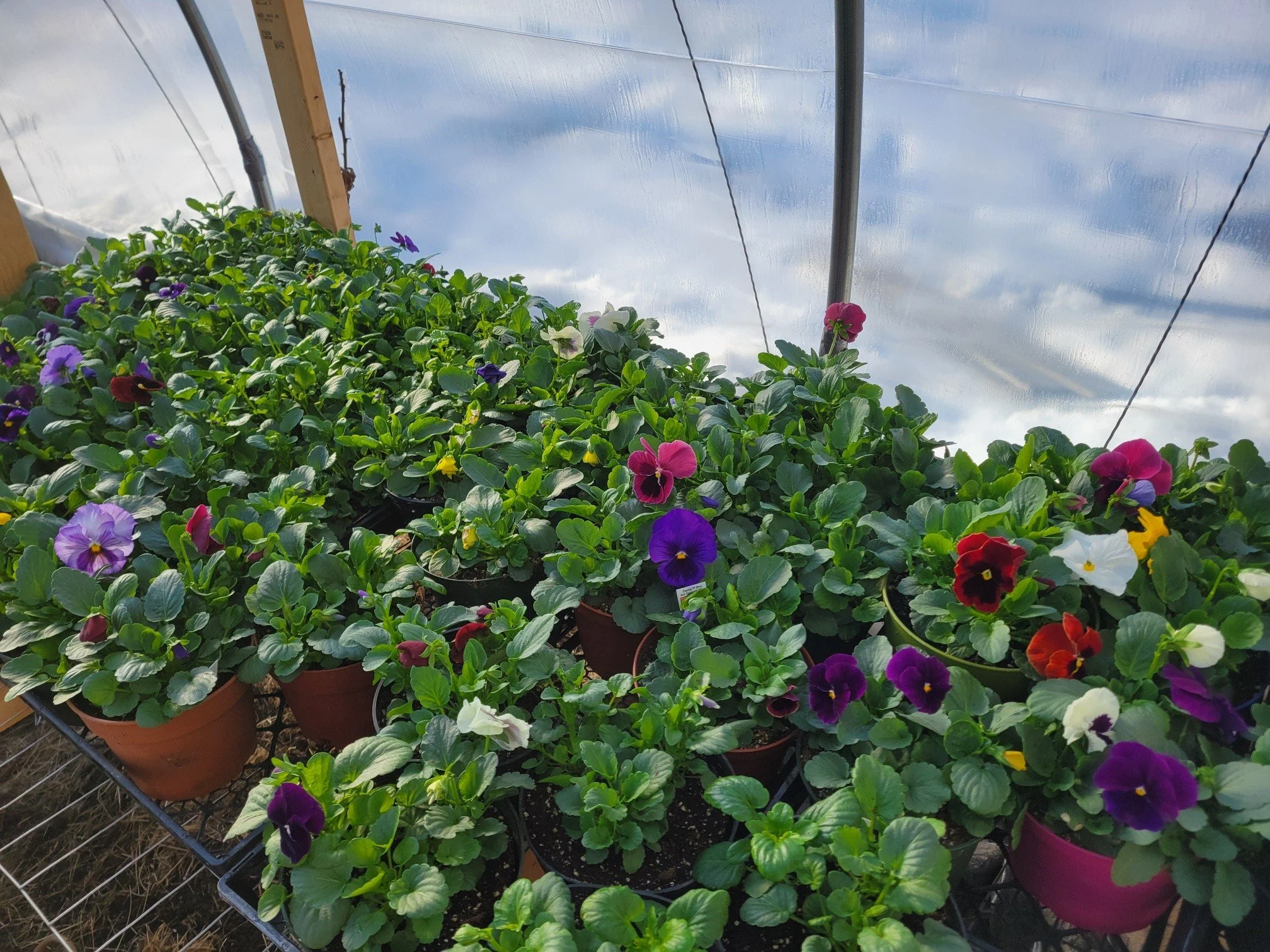 The pansies are lovin' the sunshine! 

It's awesome to see some color in the greenhouse, with more coming every day.

We&rsquo;ll be opening the greenhouse May 8 &mdash; looking forward to seeing you.