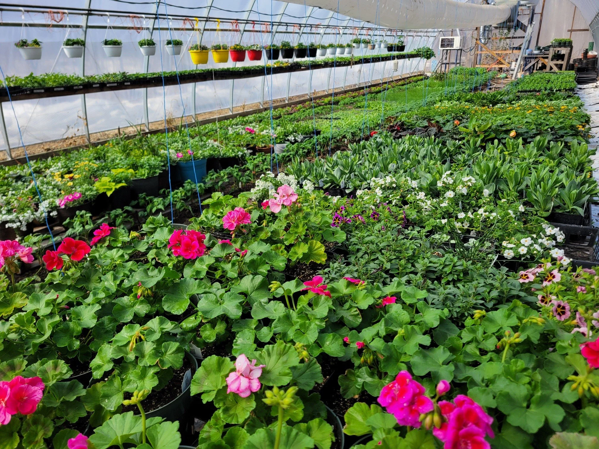 Nursery Greenhouse Grand Opening!!! May 8 

We are now opening our Nursery Greenhouse!  Lots of bedding plants, hanging baskets, and pots. Also vegetable transplants. 

We are also growing vegetables for market,  so keep looking for us at Farmer's Ma