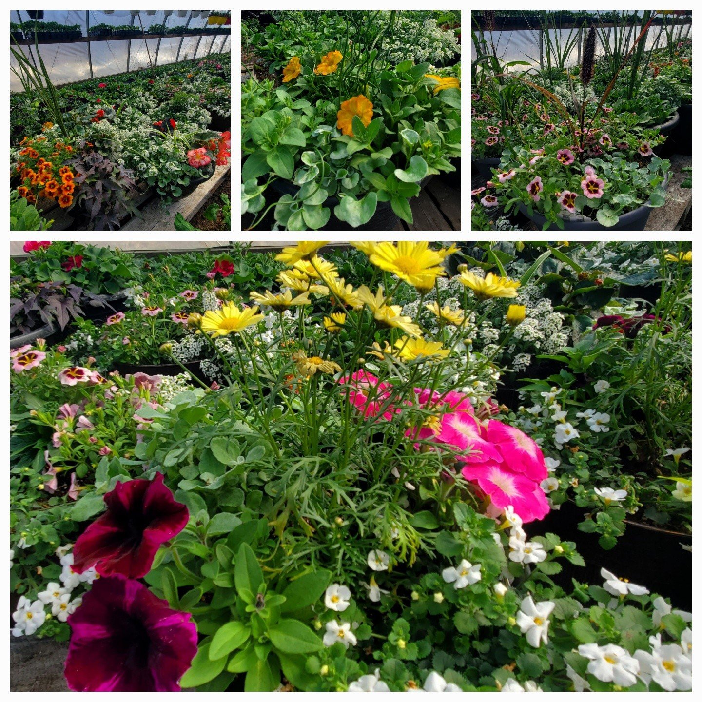 Nursery Greenhouse opens Friday!!! May 8.

This year get Mom flowers in a patio pot! She will enjoy them for the whole season! Lots of selection this weekend!