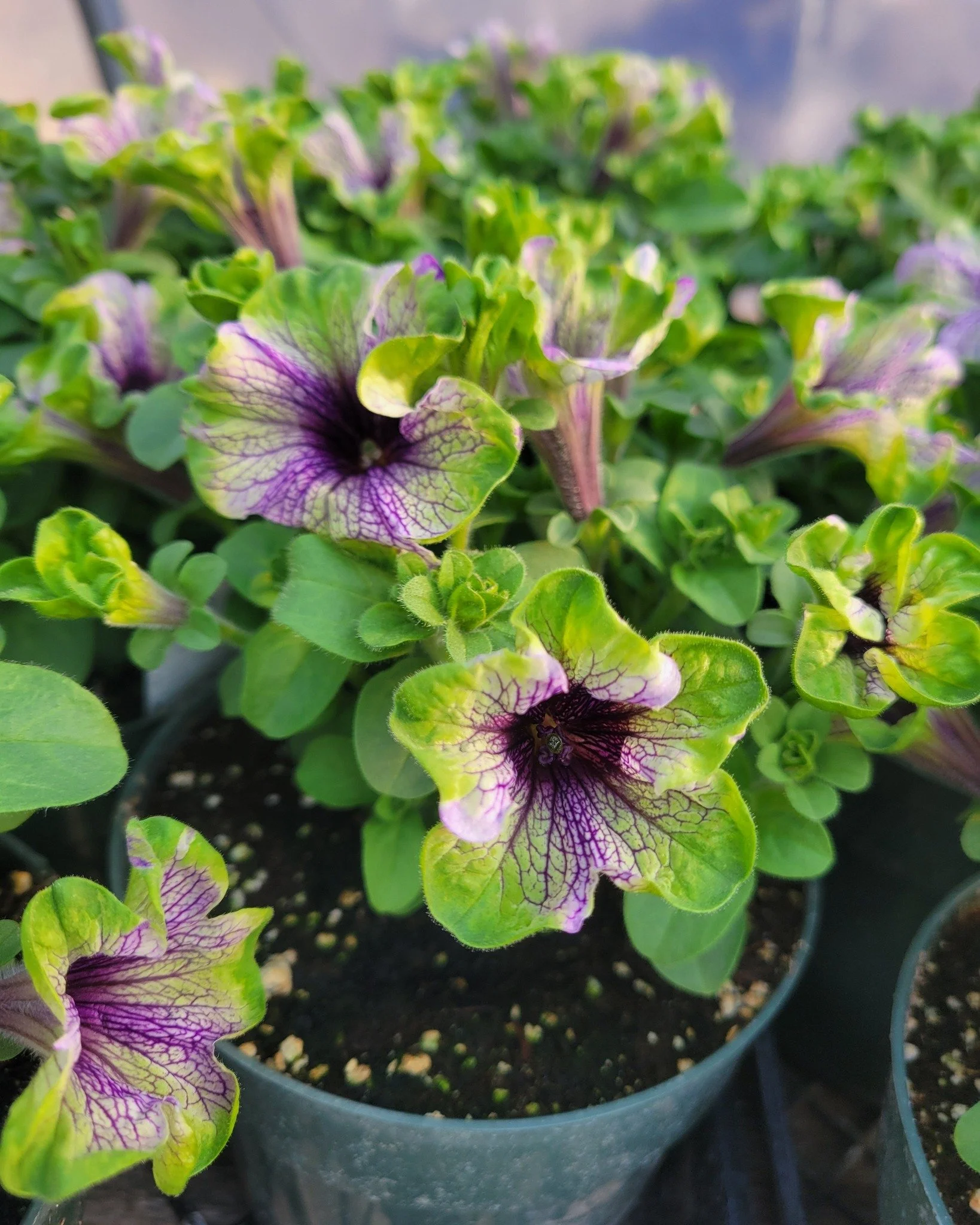 This petunia is a showstopper 🌸

It&rsquo;s called Amazonas Plum Cockatoo &mdash; and it&rsquo;s quickly becoming one of our favourites in the greenhouse.

Come check them out when we open next Friday, May 8.