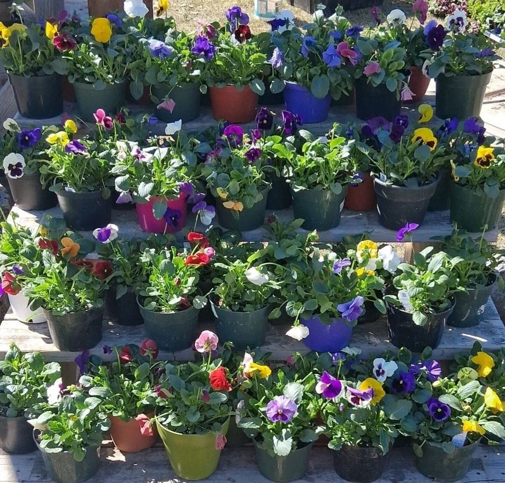 Pansy pots! They'll brighten the patio, window sill, table, or anywhere! Something small and beautiful for Mom, Grandma, or anyone special, including youself! Or bring them here to make their own choice, and make their day! 

Nursery Greenhouse Opens