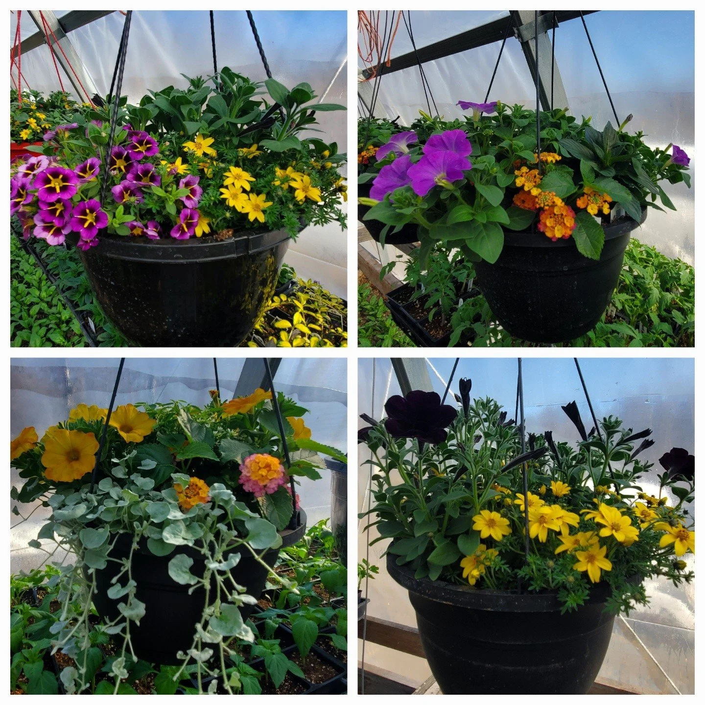 Greenhouse is OPEN today! 
Our hours are Monday -Saturday, 10am -6pm.

Hanging baskets, ready to brighten your space! One of the great things about pots and baskets is that they can be brought in overnight while we still have cold nights. Come choose