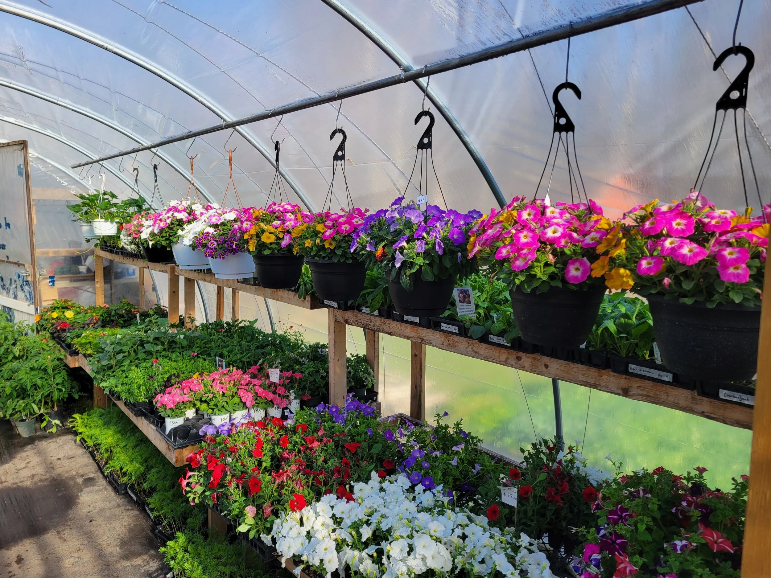 Trays of transplants