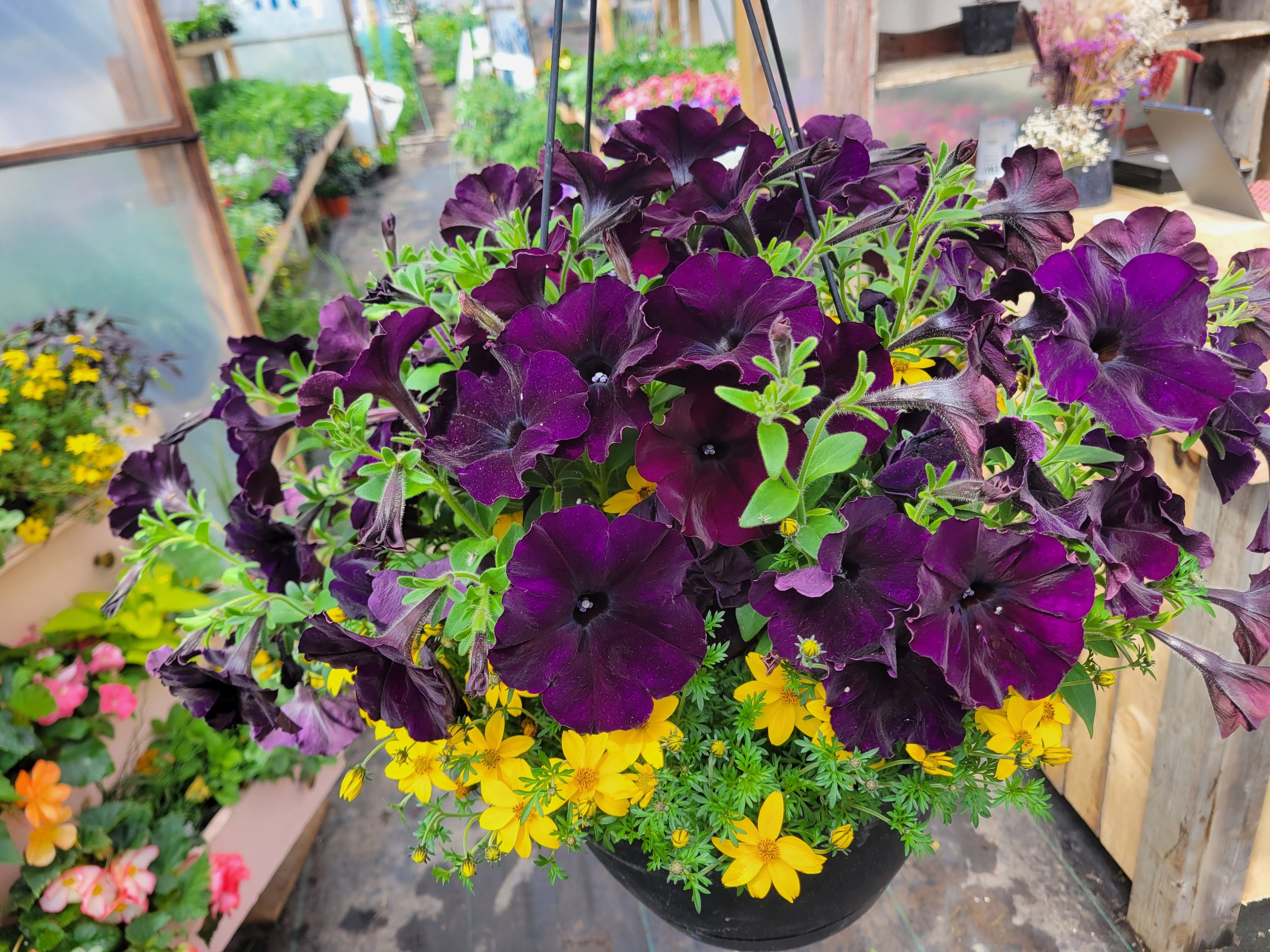Pink double petunia blossom