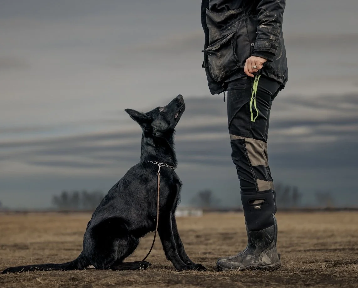 The Empowered Canine