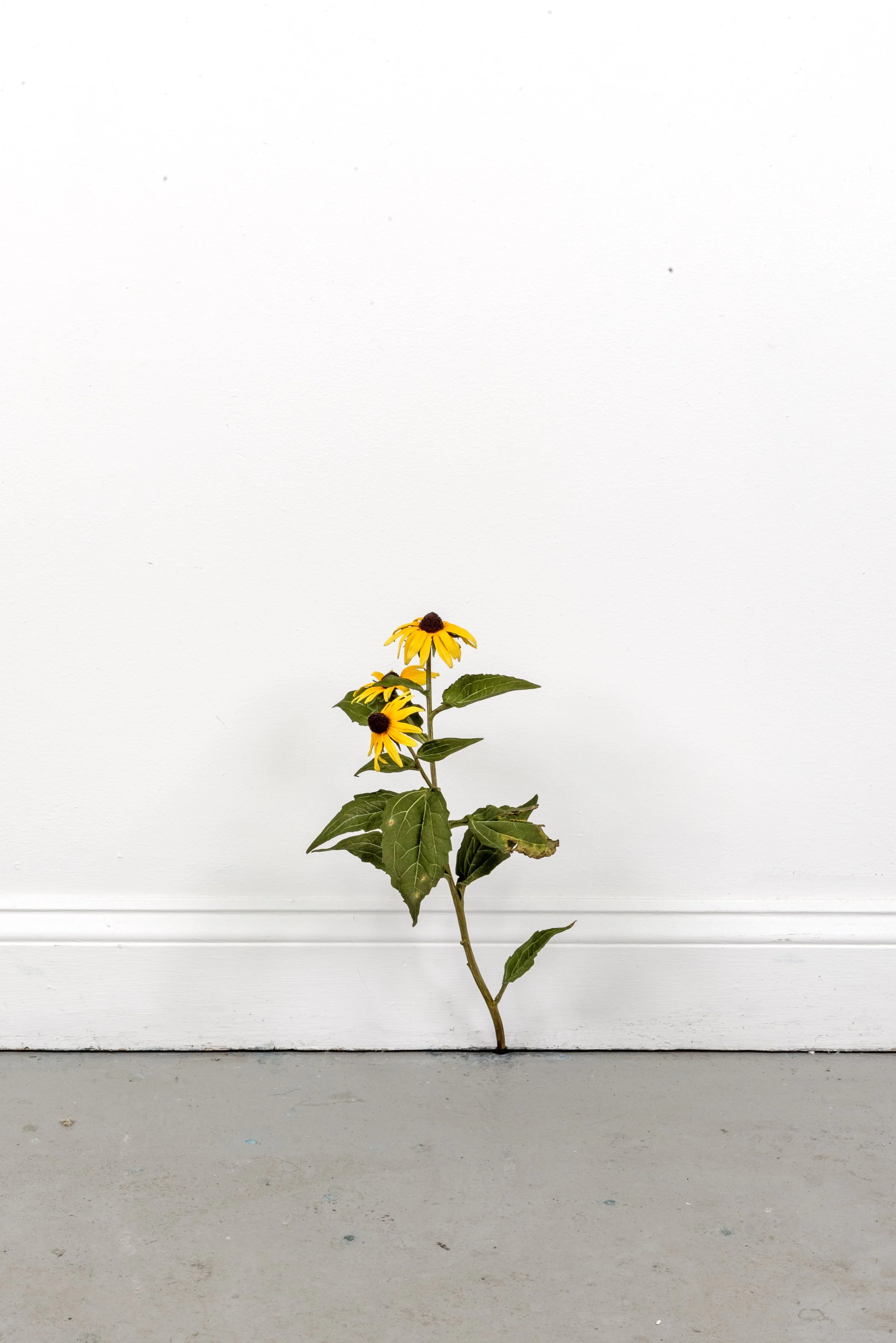 Tony Matelli, "Weed," 2025, Painted bronze, 16.5 x 9 x 10 in. (41.91 x 22.86 x 25.4 cm)