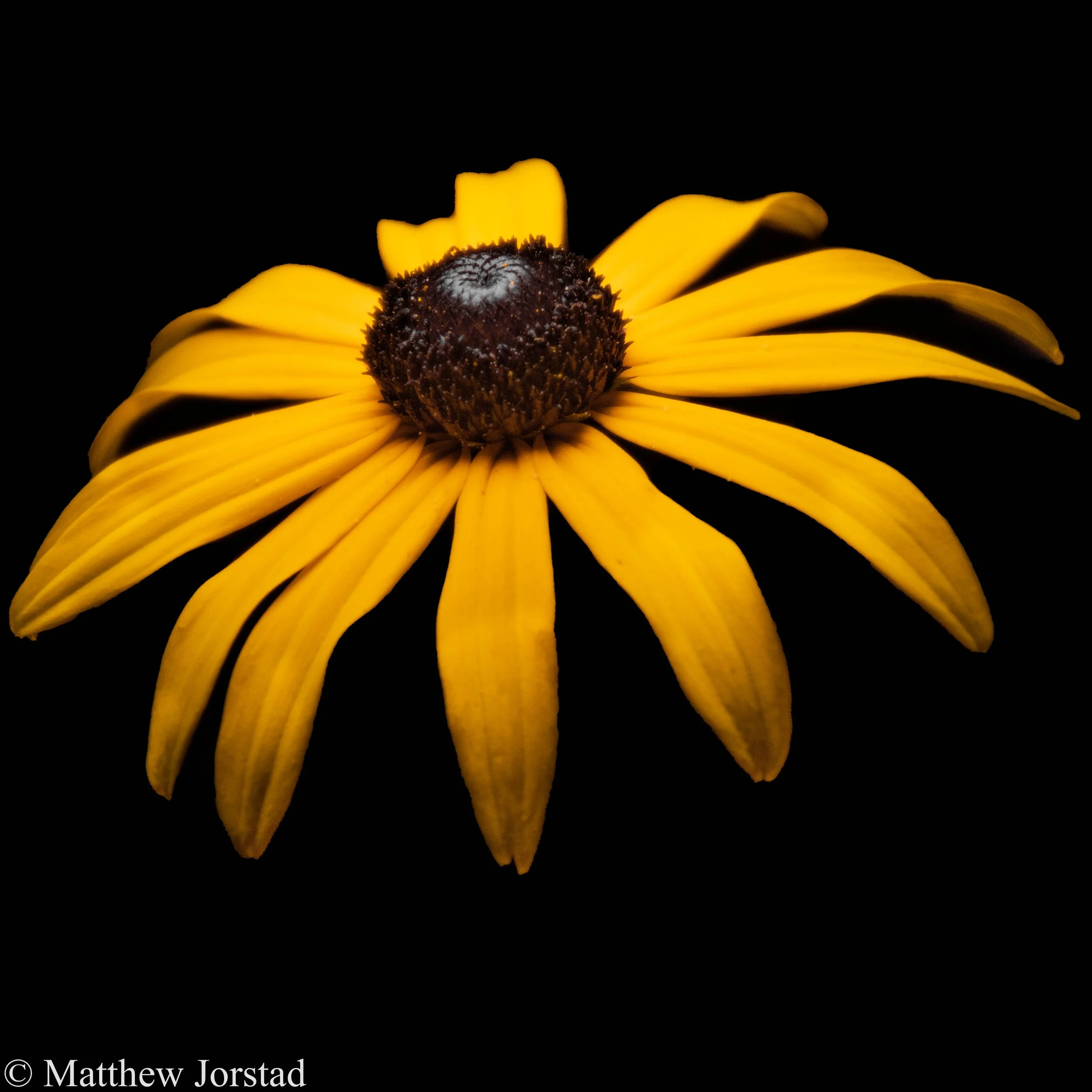 flower but ugly as shit.jpg