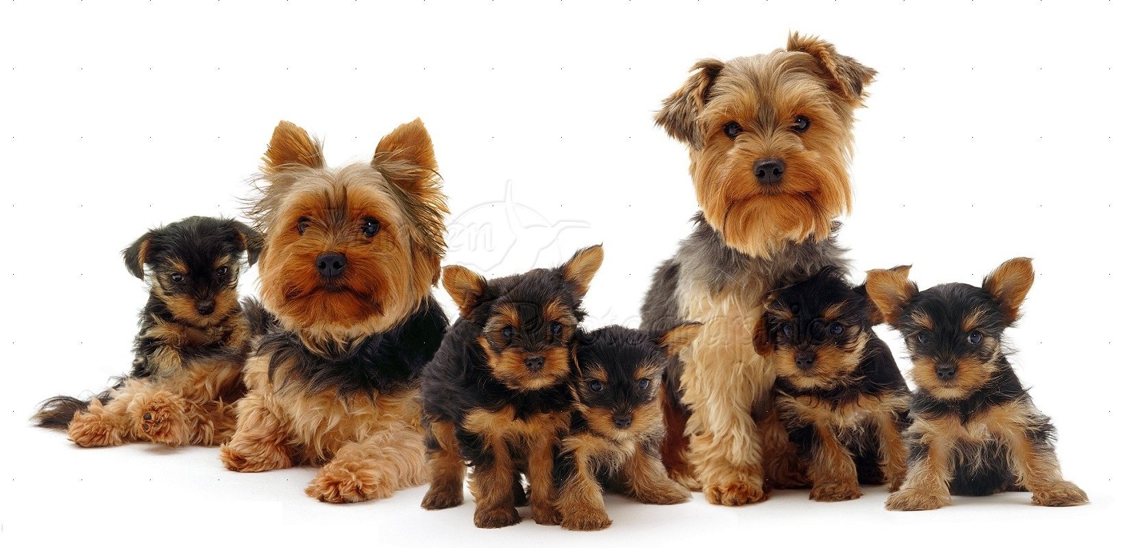 Yorkie puppies for sale