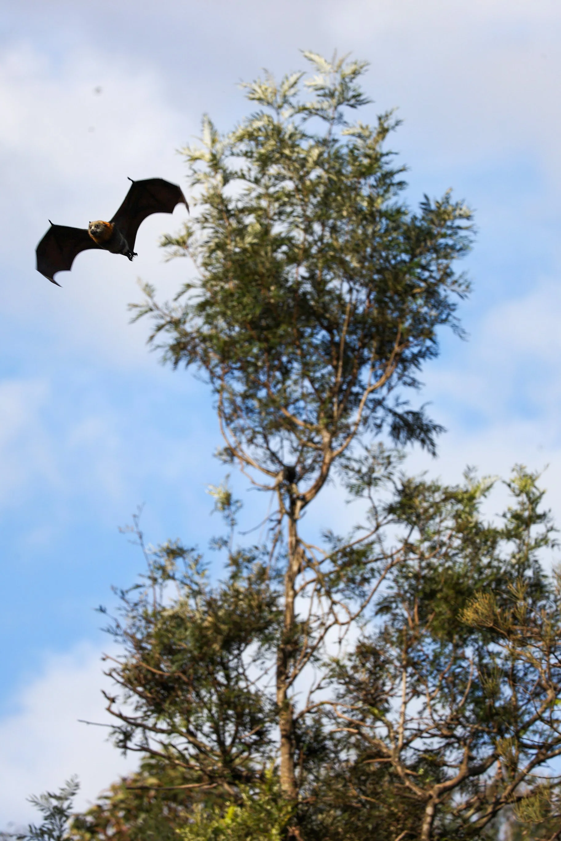 Parramatta Park - Bats-16.jpg