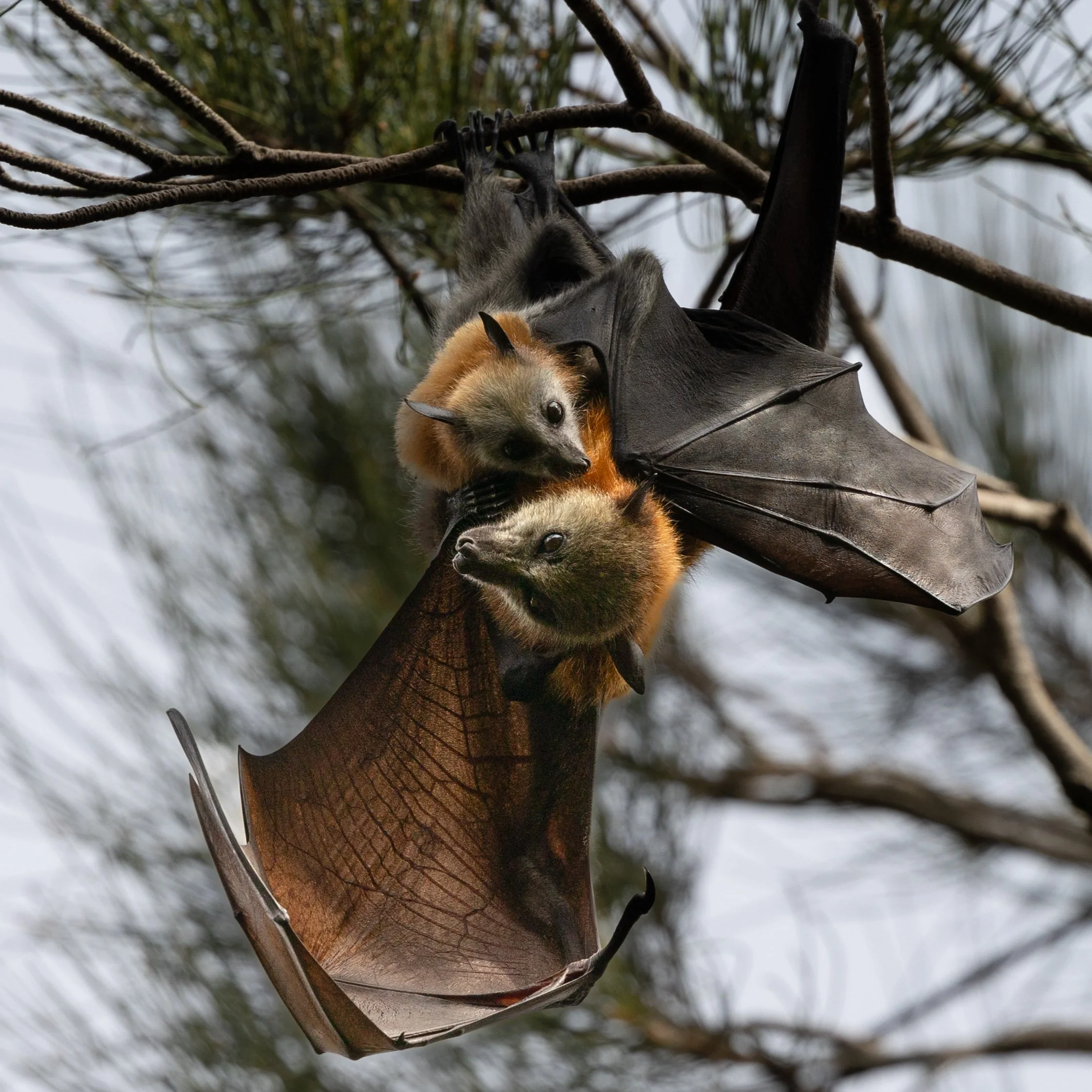 5 Places to See Bats in Sydney