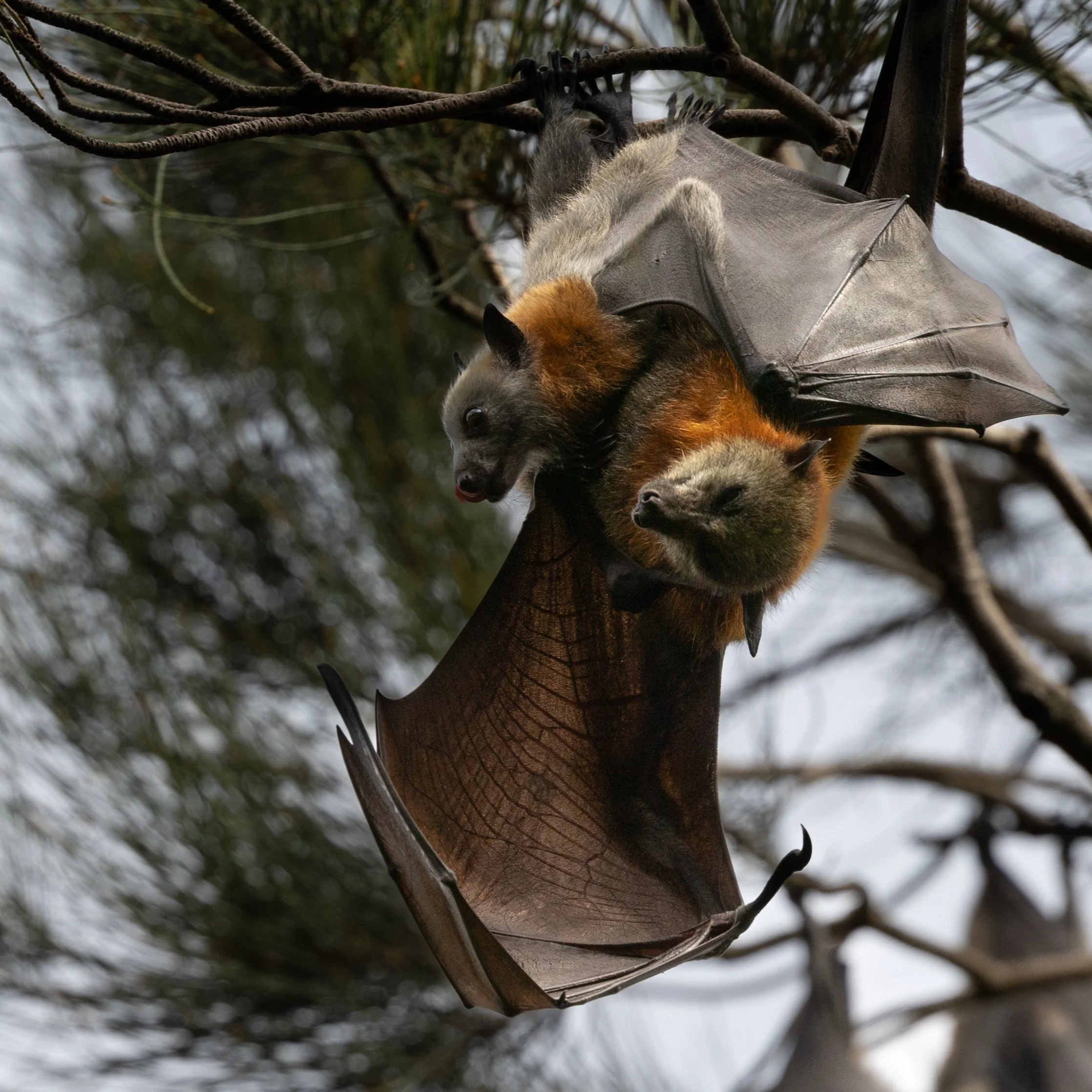 Warriewood Wetlands bats January 2024-19.jpg