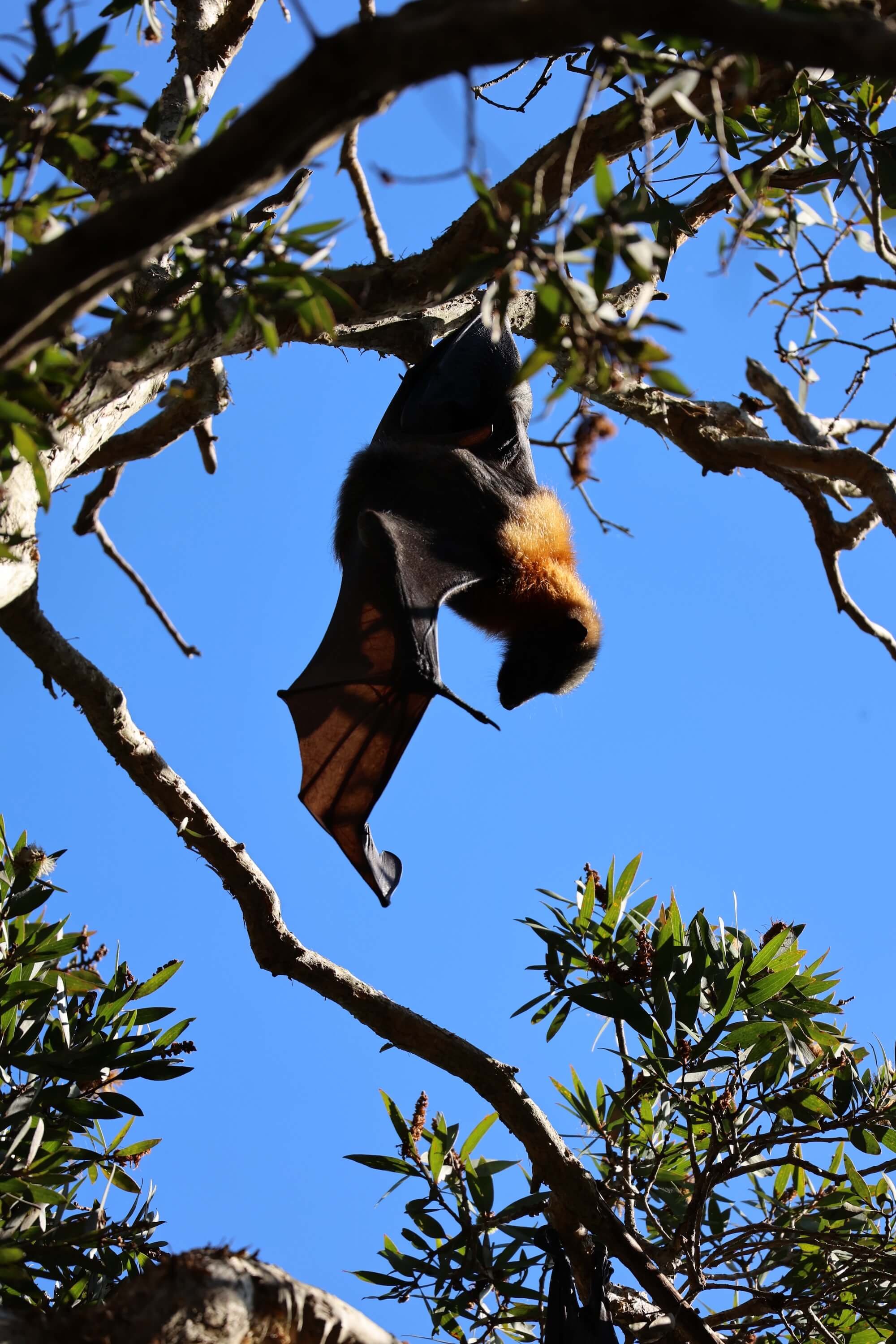 Hanging bat in Centennial Park