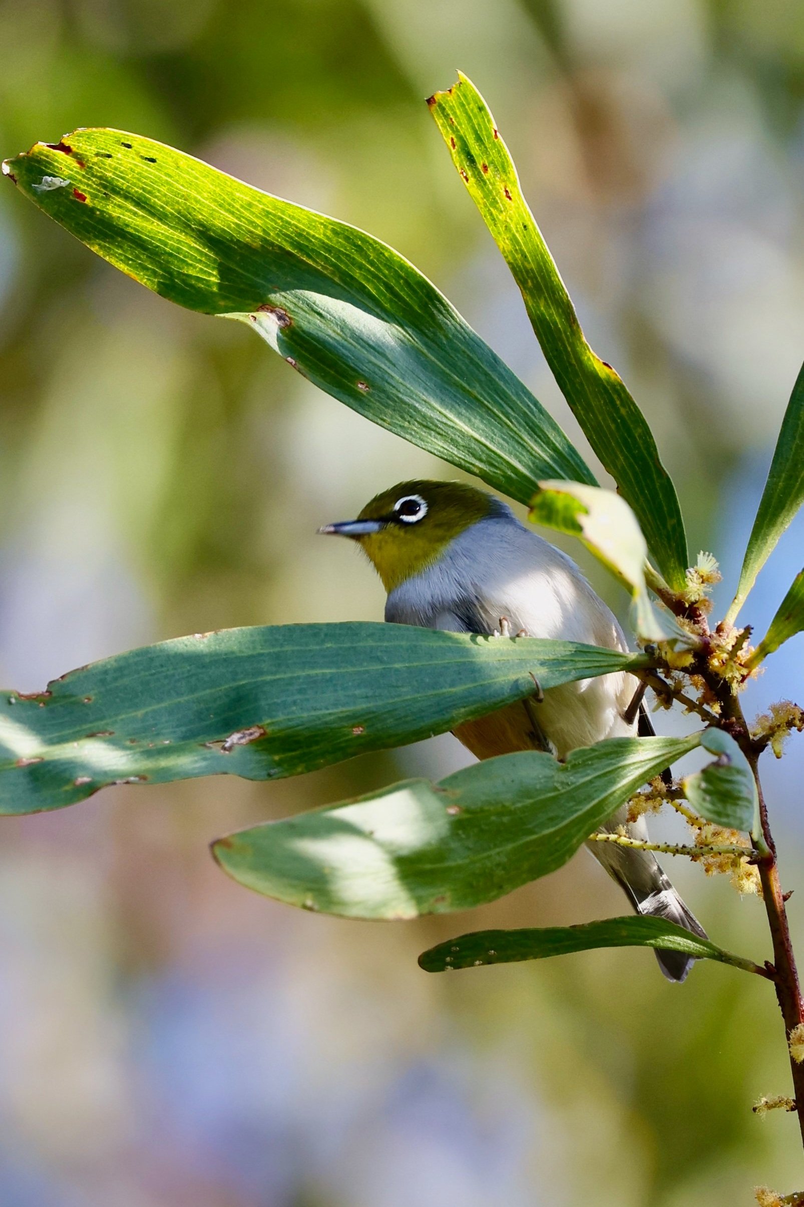 Silvereye Wolli Creek Walk