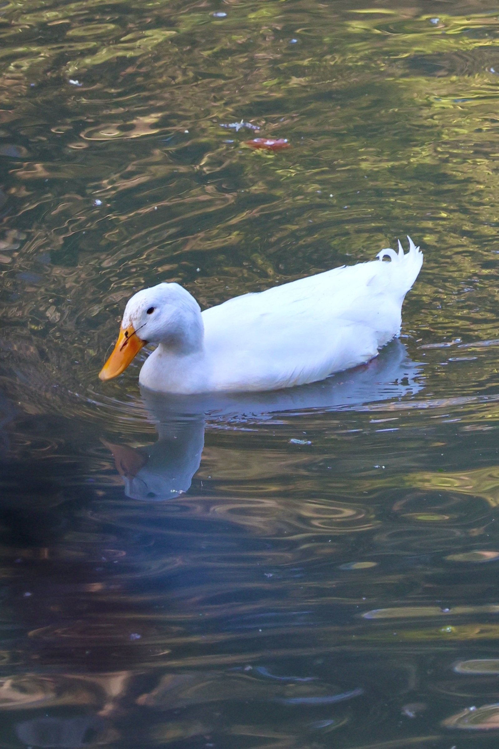 White duck Wolli Creek Walk