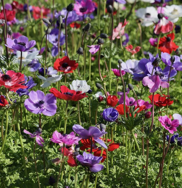 Spring flowers Centennial Park