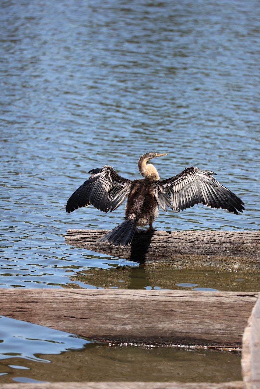 Cormorant 