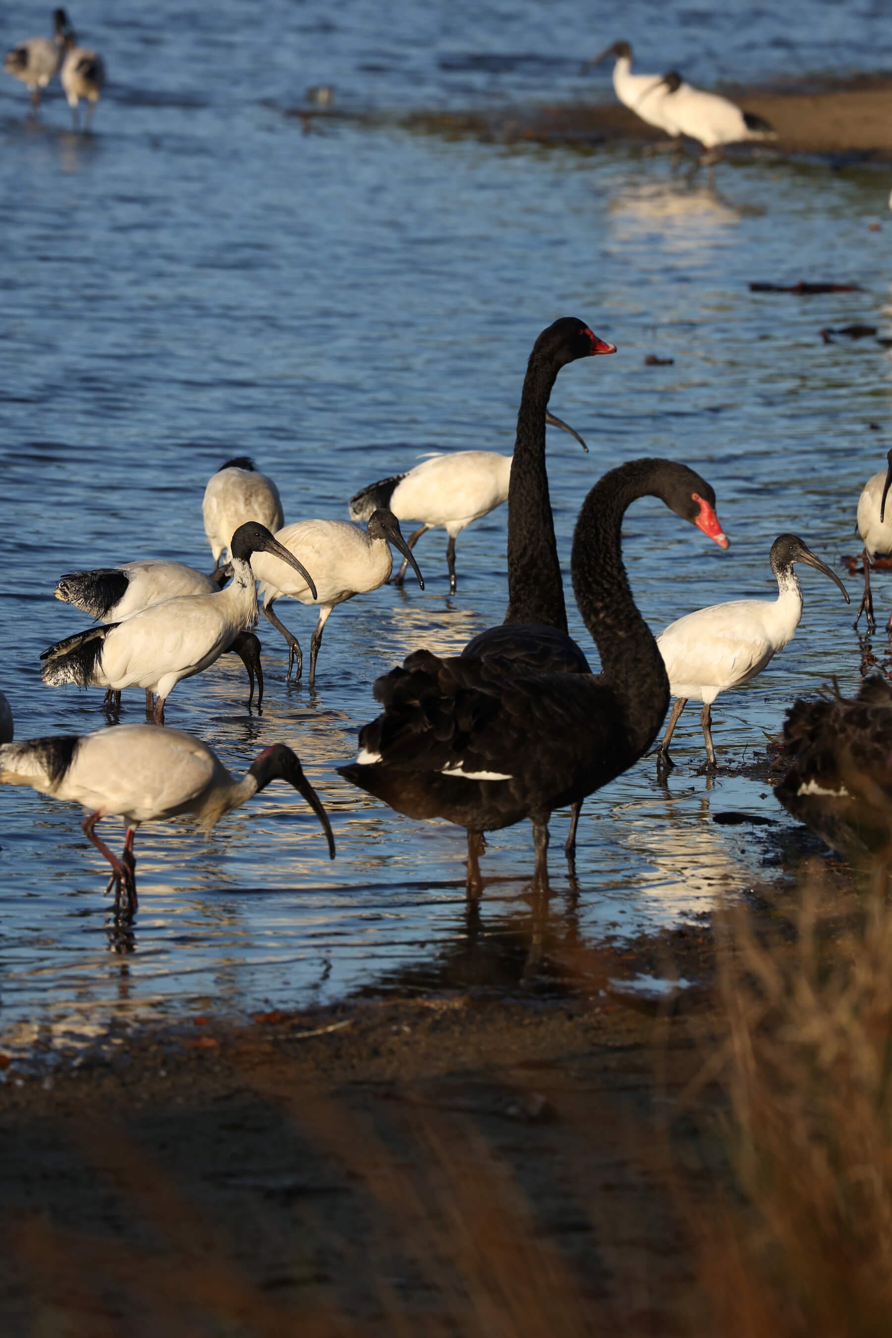 Swans and Ibis Centennial Park
