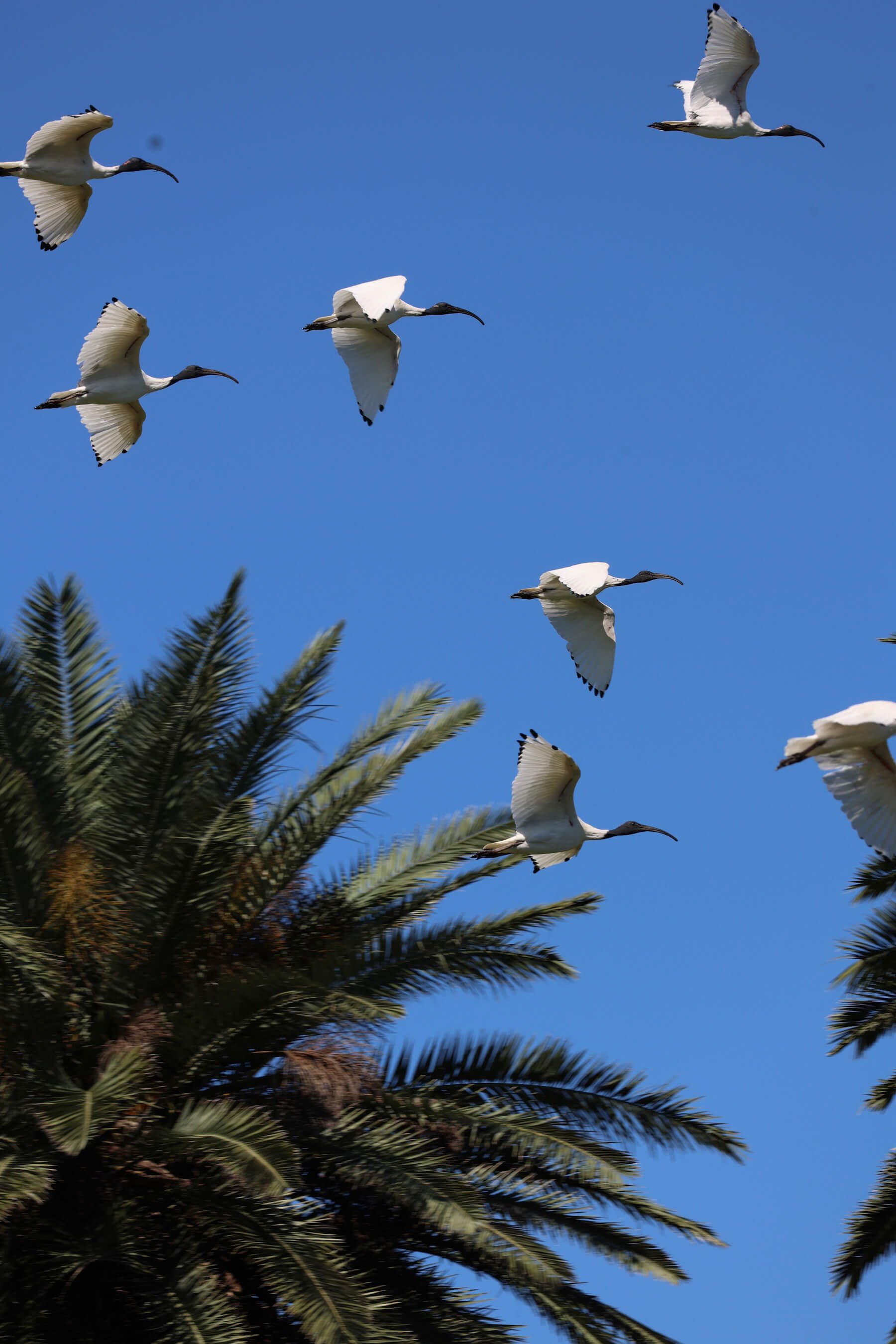 Ibis flying Centennial Park