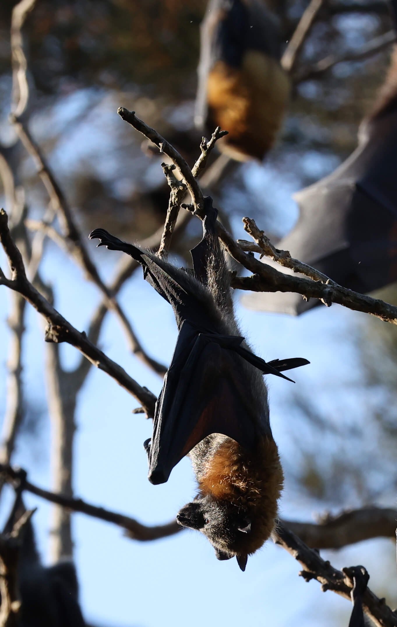 Bats in Centennial Park