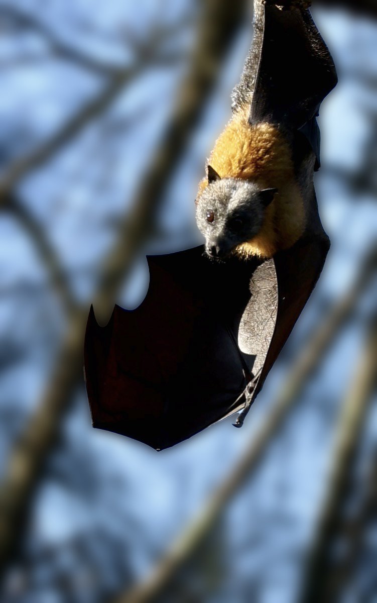 Cute flying fox Centennial Park