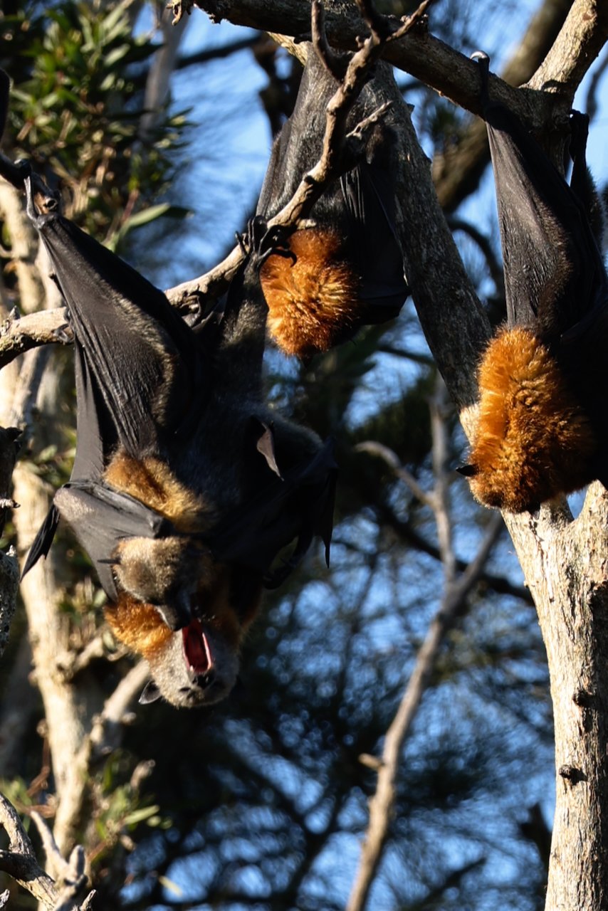 Bats in Centennial Park